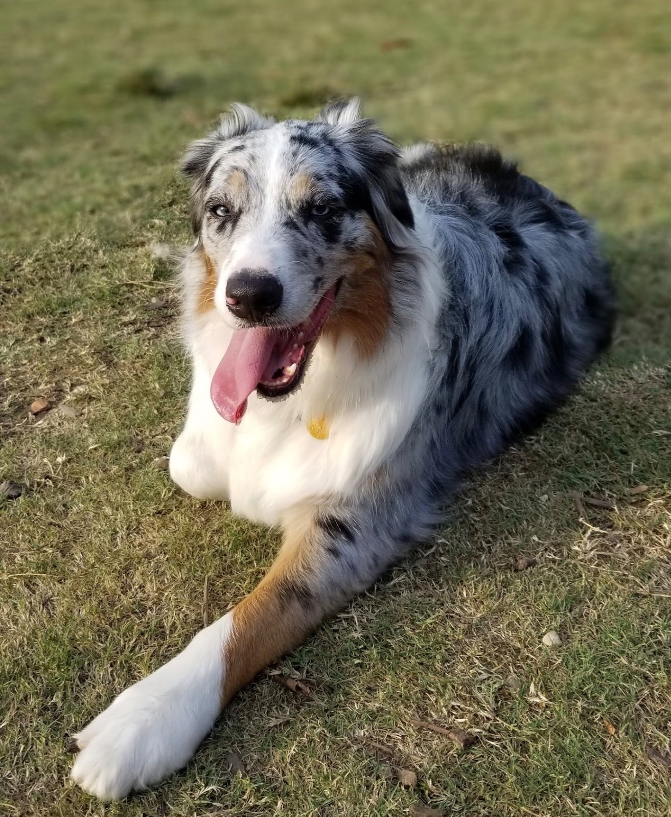 Lost: Sweet Blue-Eyed Merle Dog