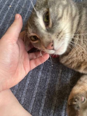 Help Find Dusty: Lost Gray Tabby in PA