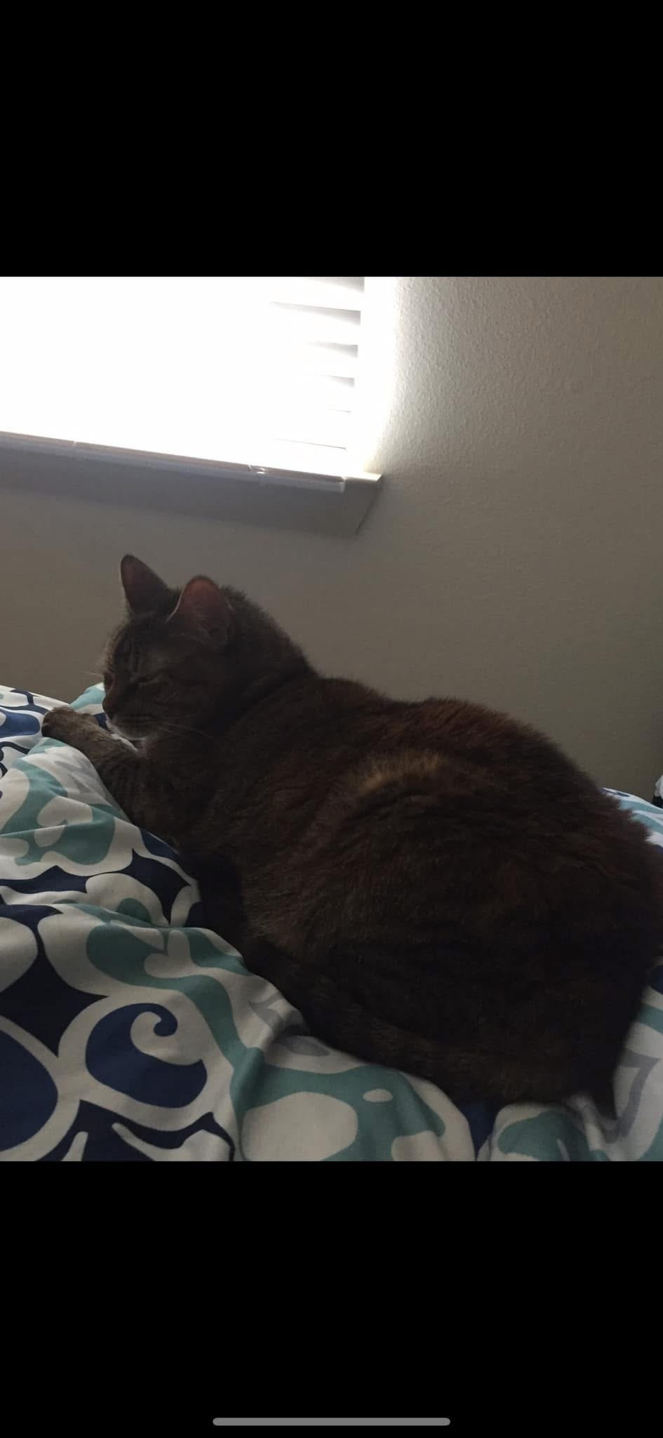 Lost Cat: Pink Collar, Declawed, Wylie
