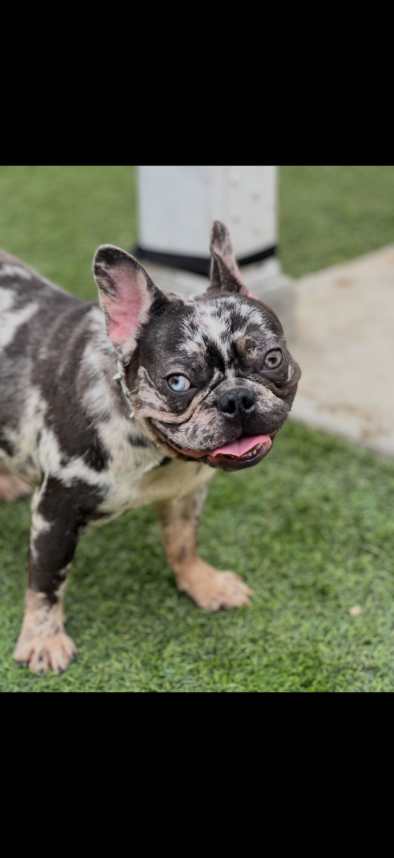 Lost French Bulldog: Black & White Merle