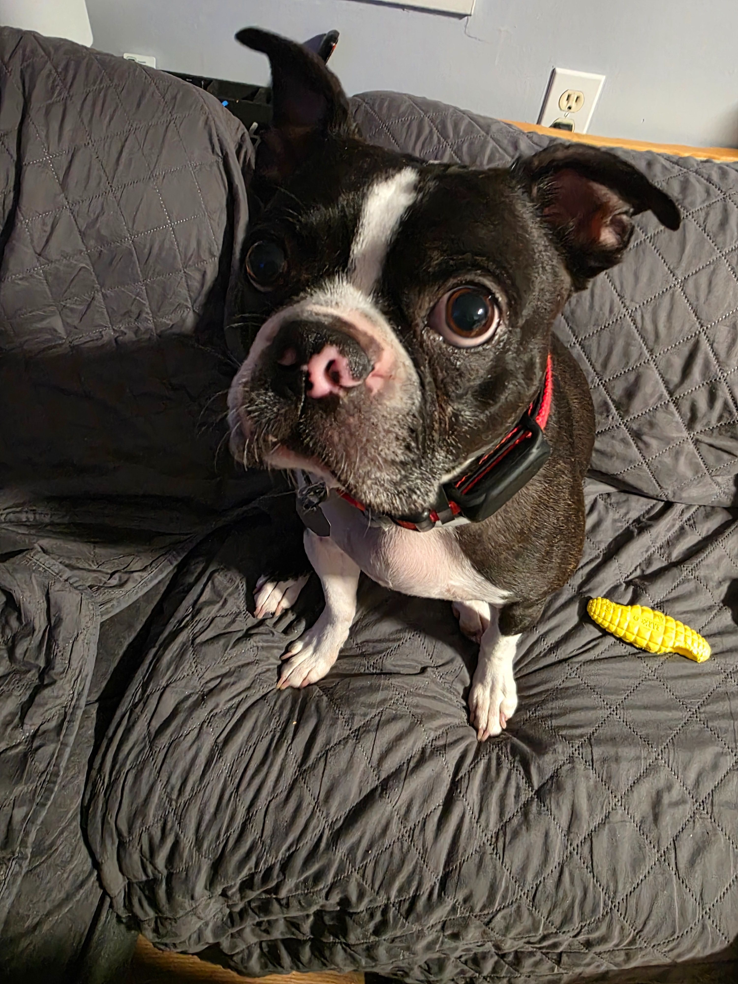 Missing Dog: Brown & White, Pink Nose