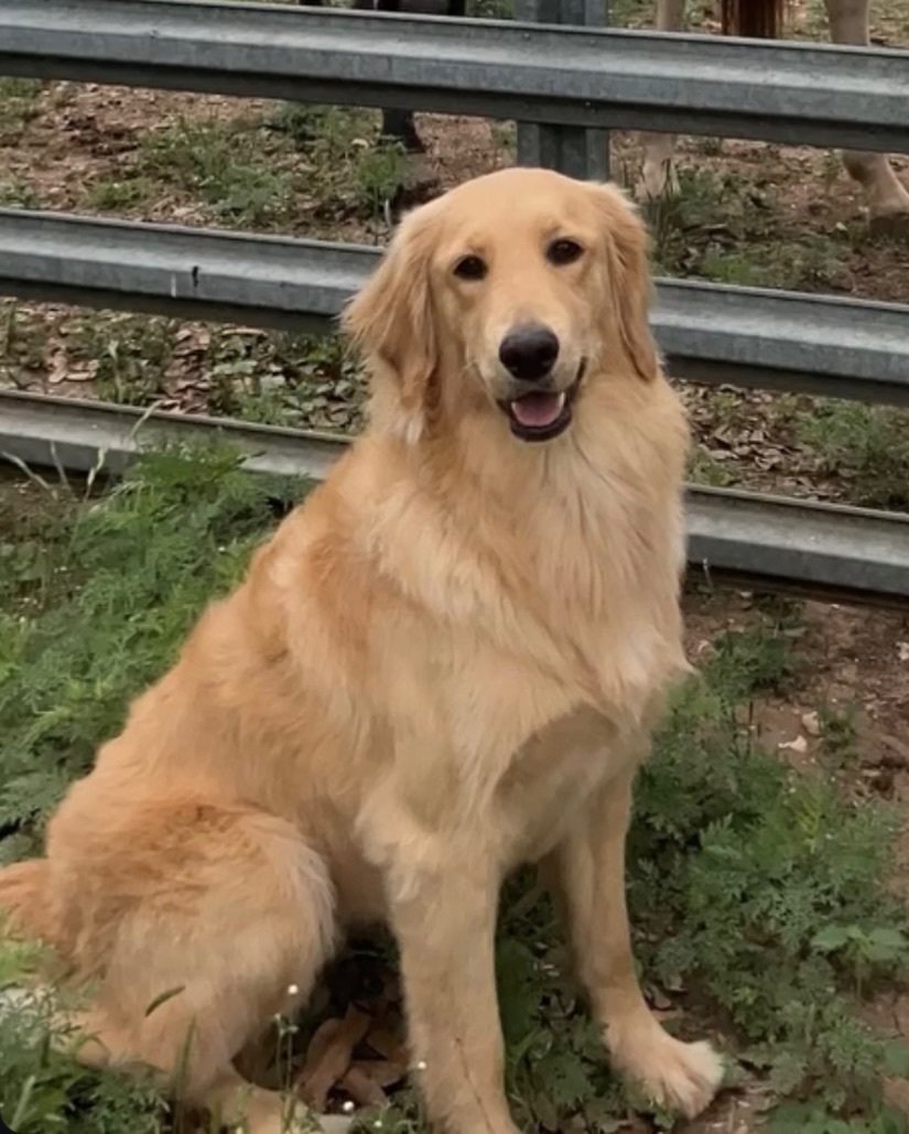 Help Find Millie: Missing Golden Retriever