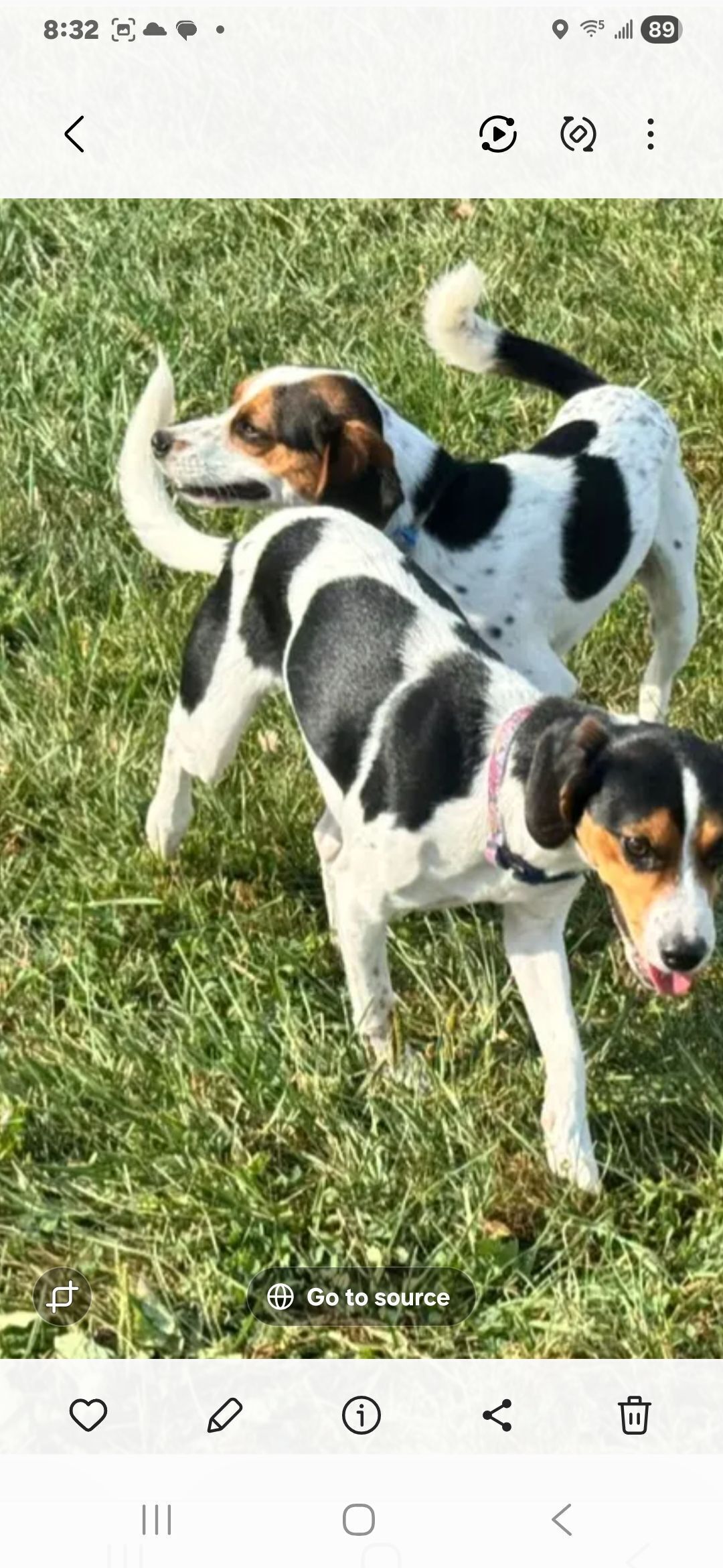 Help Find Missing Anxious Dogs in Mansfield