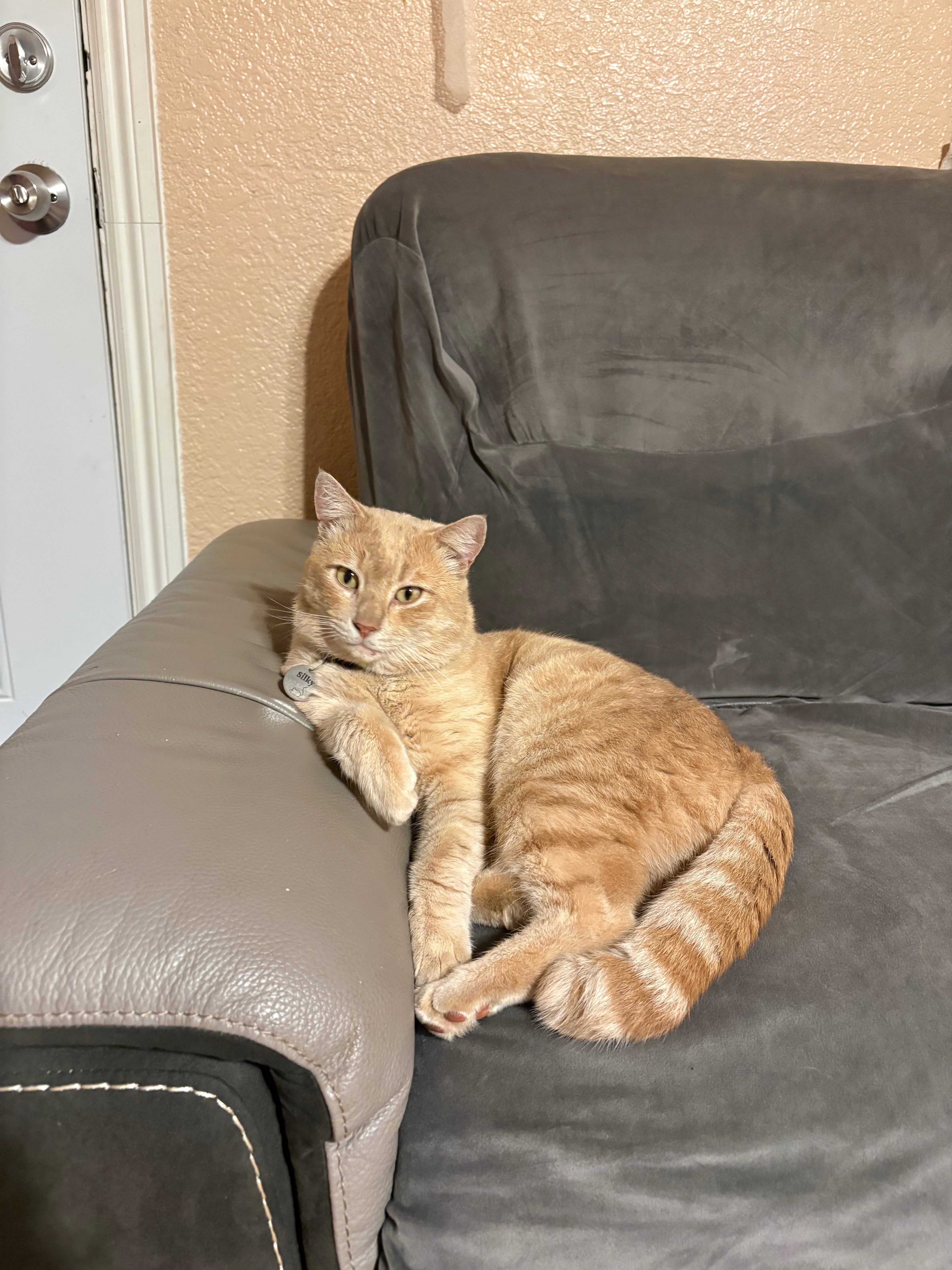 Lost Cream Cat: Brown Collar, Crooked Tail