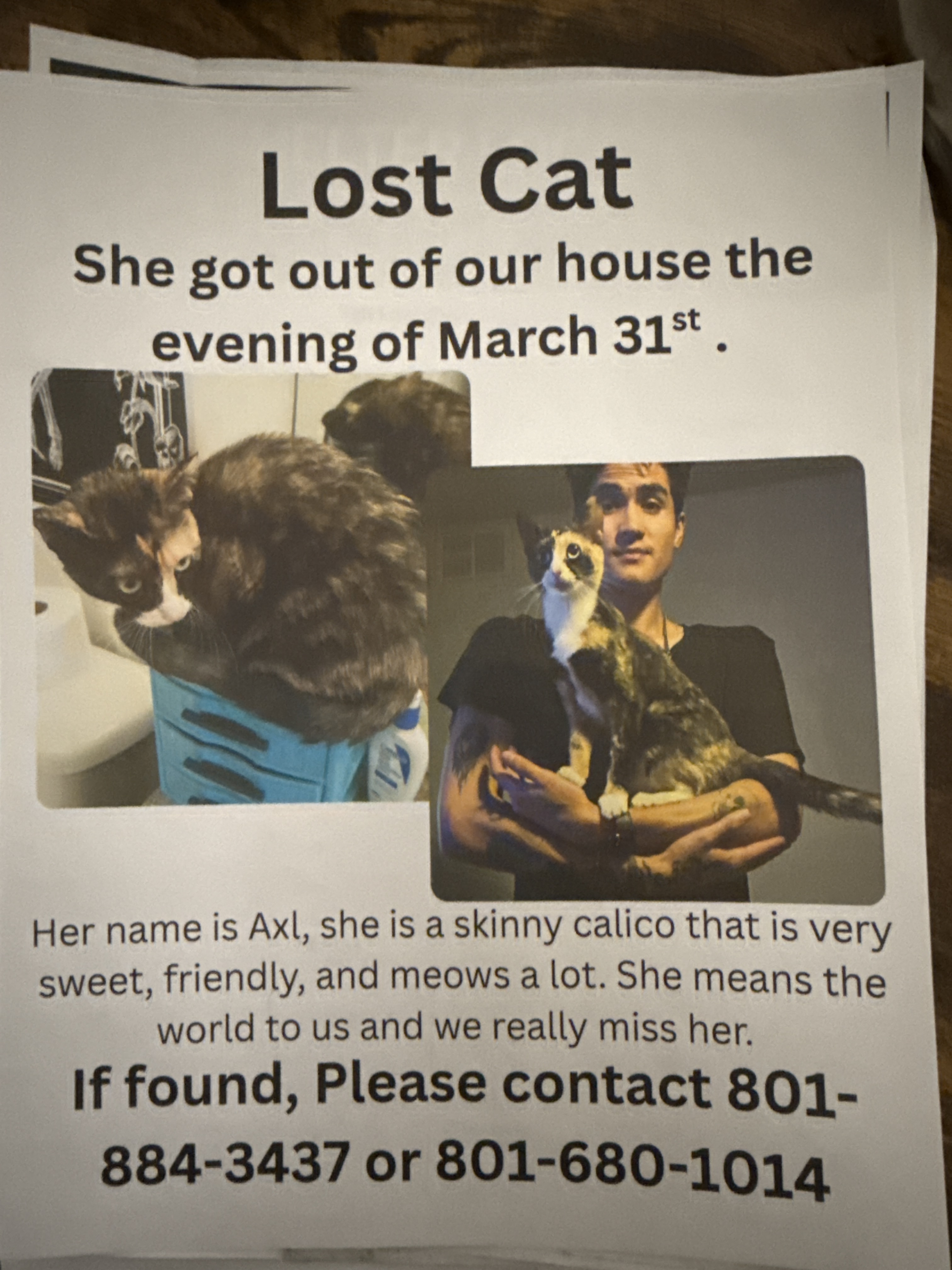 Lost female cat, 700 West, 7940, Midvale - brown black and white - photo