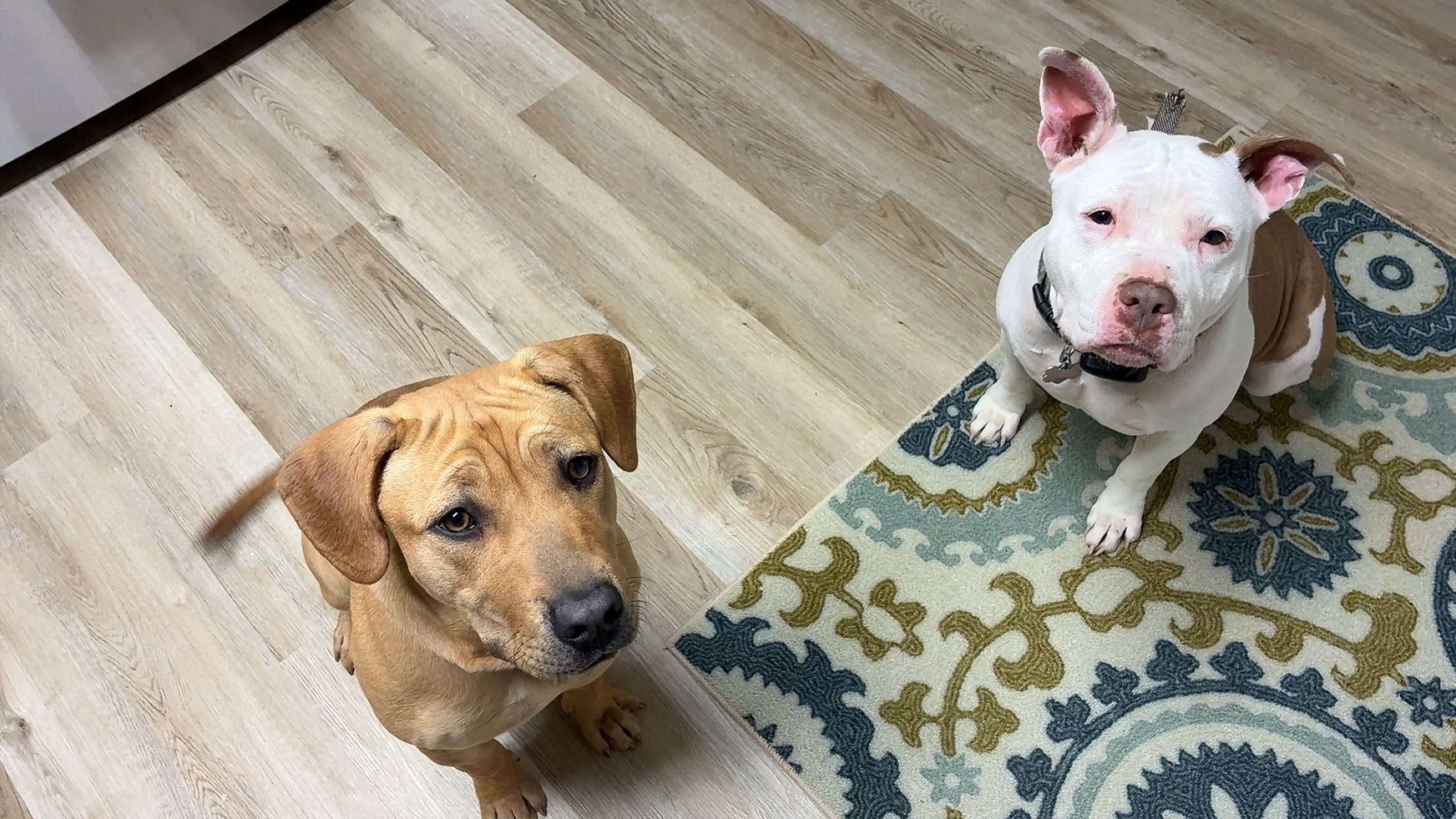 Lost female dog, Dolphin Drive Southeast, Cartersville - two collars - photo