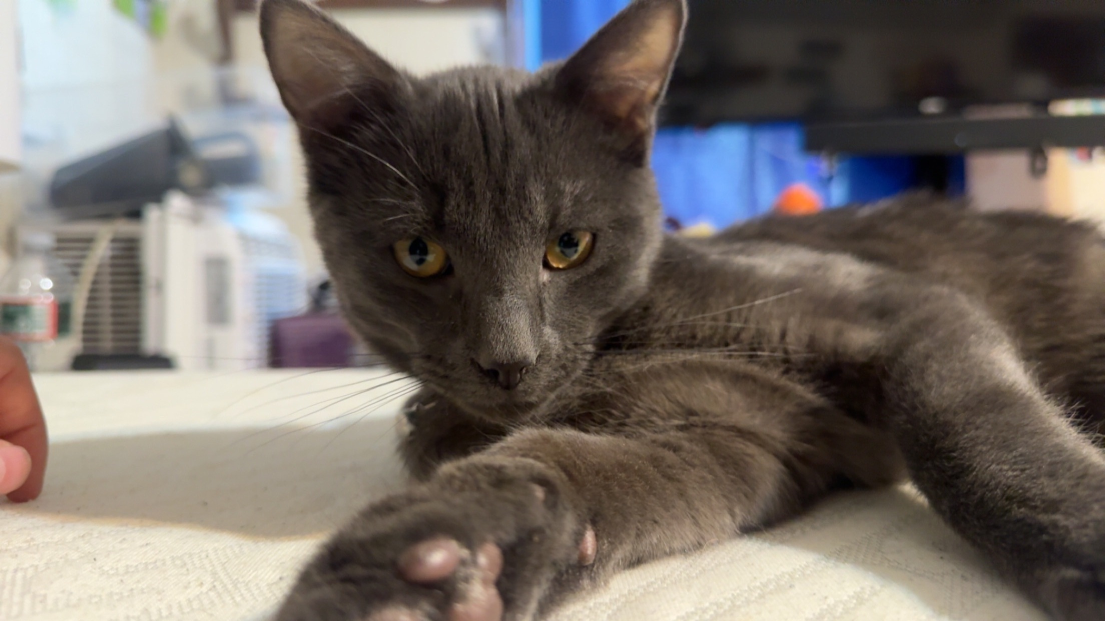 Lost male cat, Breezy Hill Road, Saint Johnsbury - photo