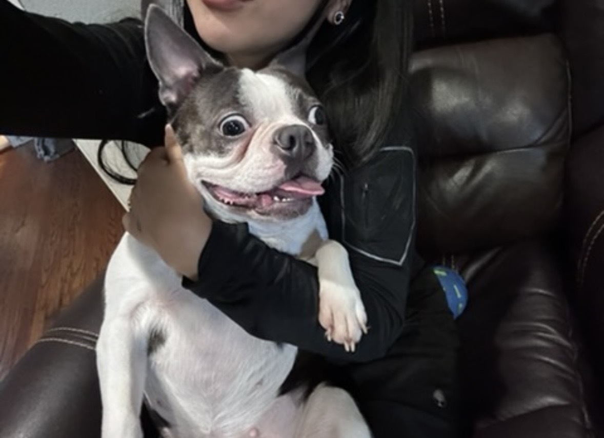 Missing dog Female, Fort Worth (usl540749) - photo