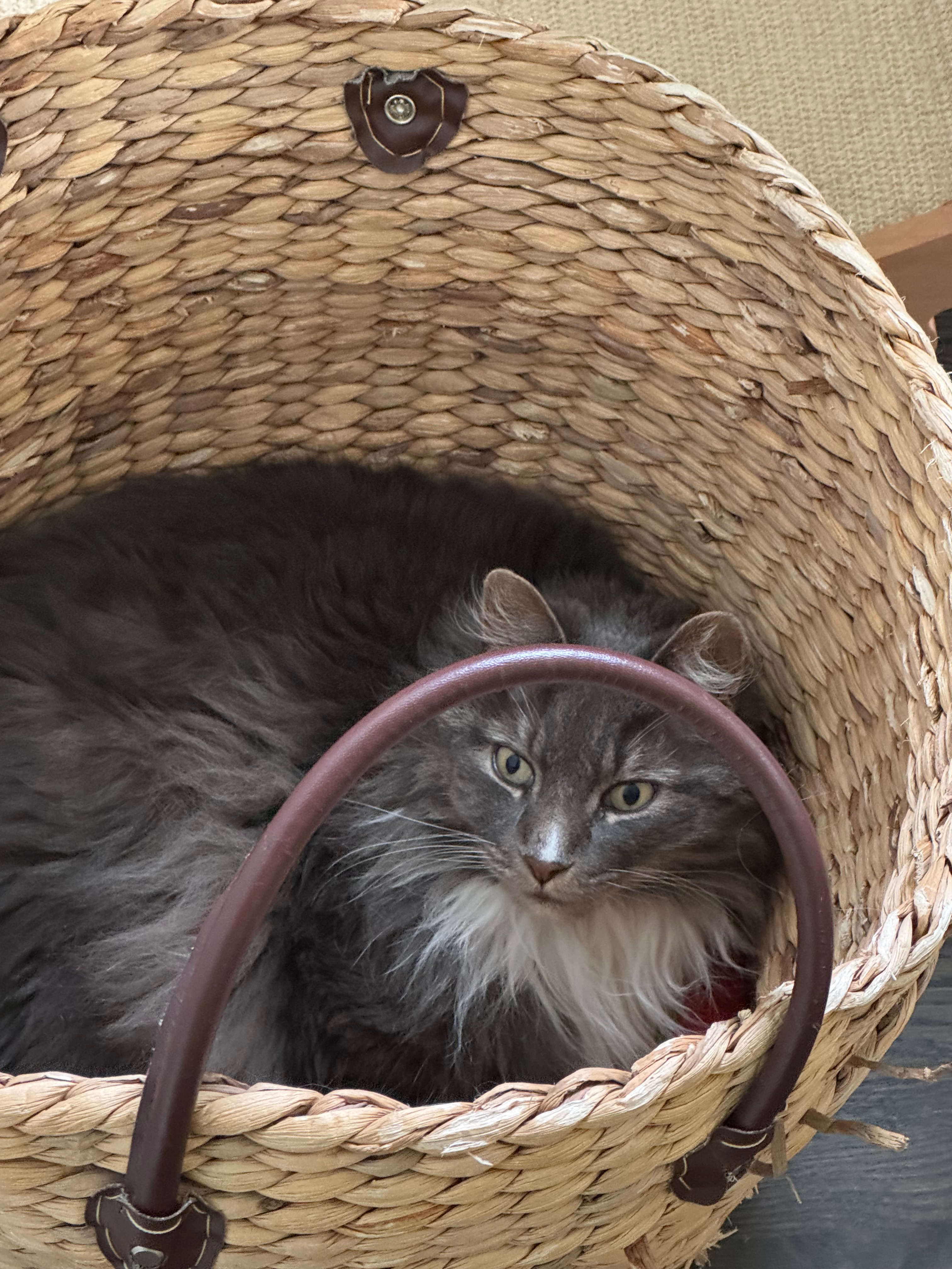 Lost cat, Northwest Rosefinch Lane, 1811, Portland - longhaired male with white chest and paws - photo
