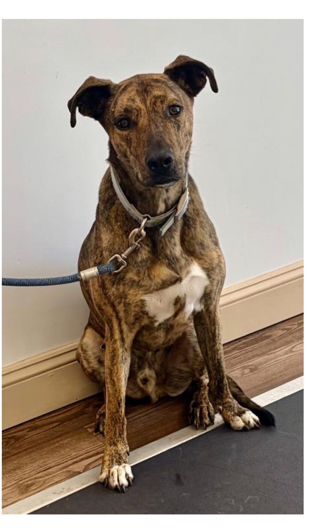 Lost dog, male, North Valley Road, 1435, Malvern — brindle black-and-tan coat - photo
