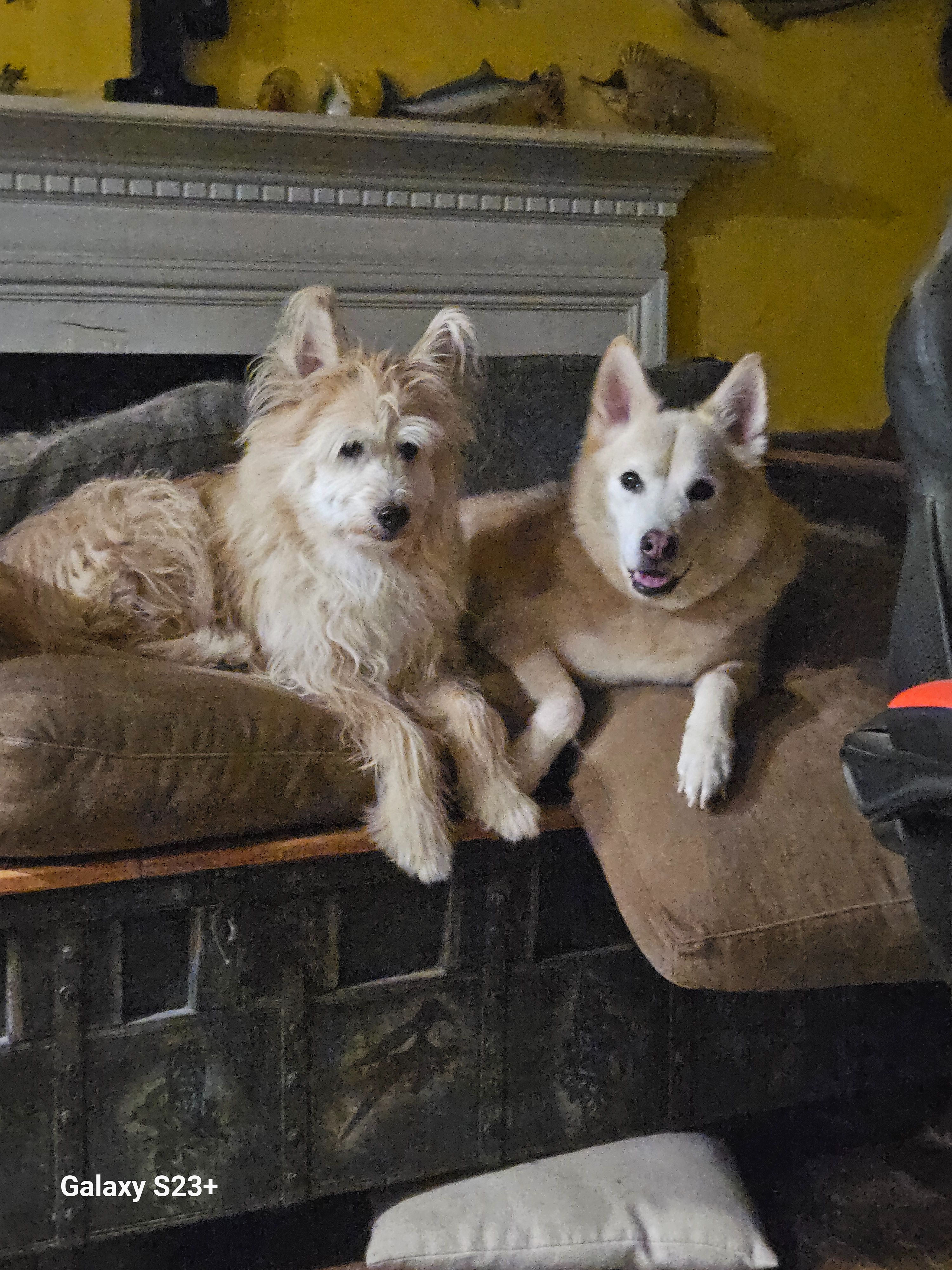 Missing dog Male, Newport News (usl548326) - photo