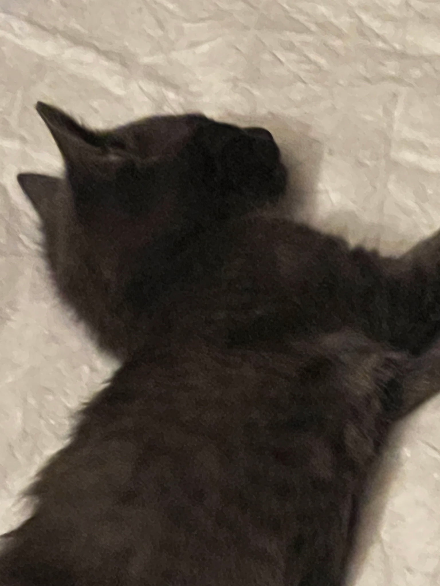 Missing cat Female, Brooklyn (usl548972) - photo