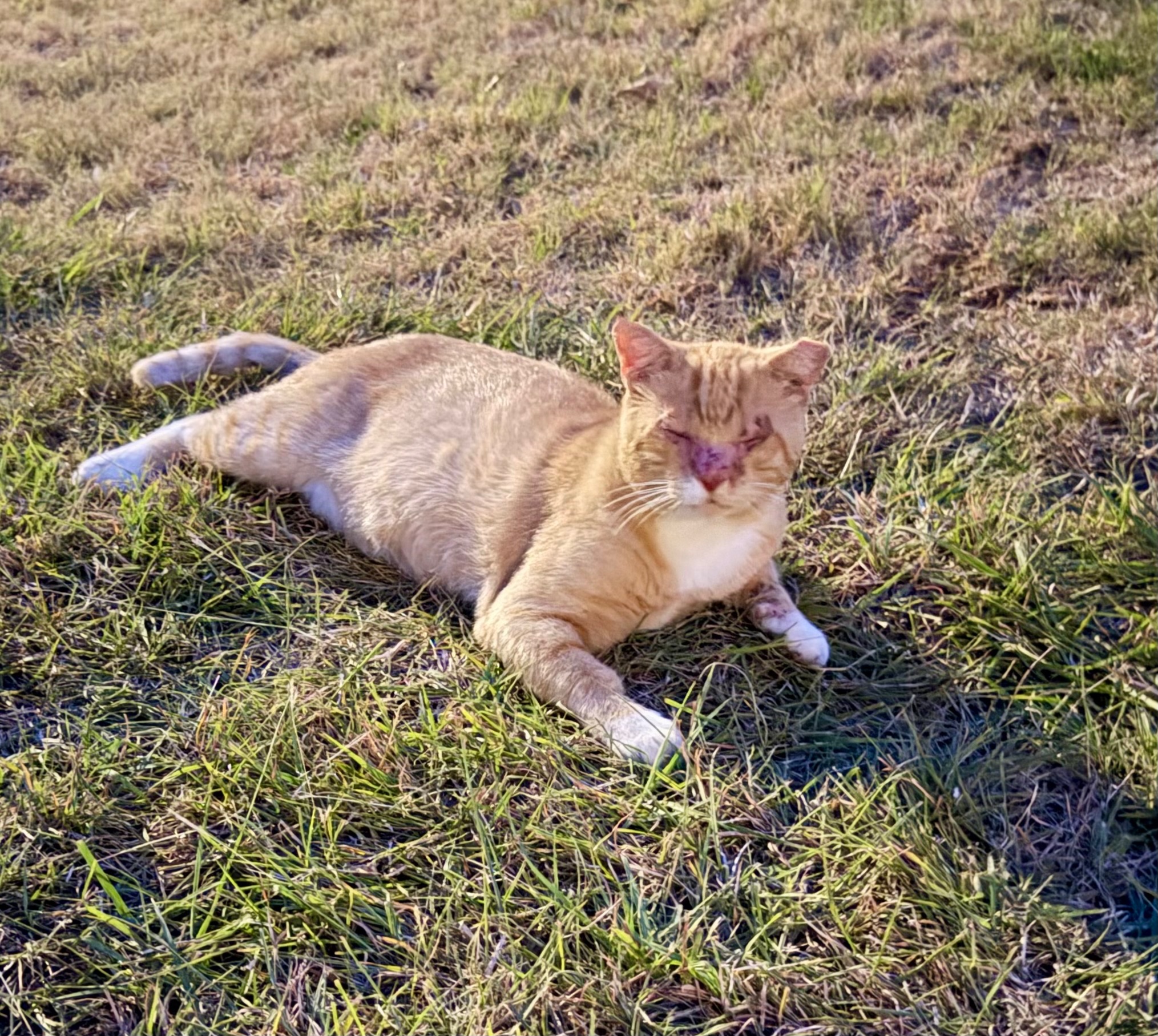 Missing cat Male, Wichita Falls (usl548981) - photo