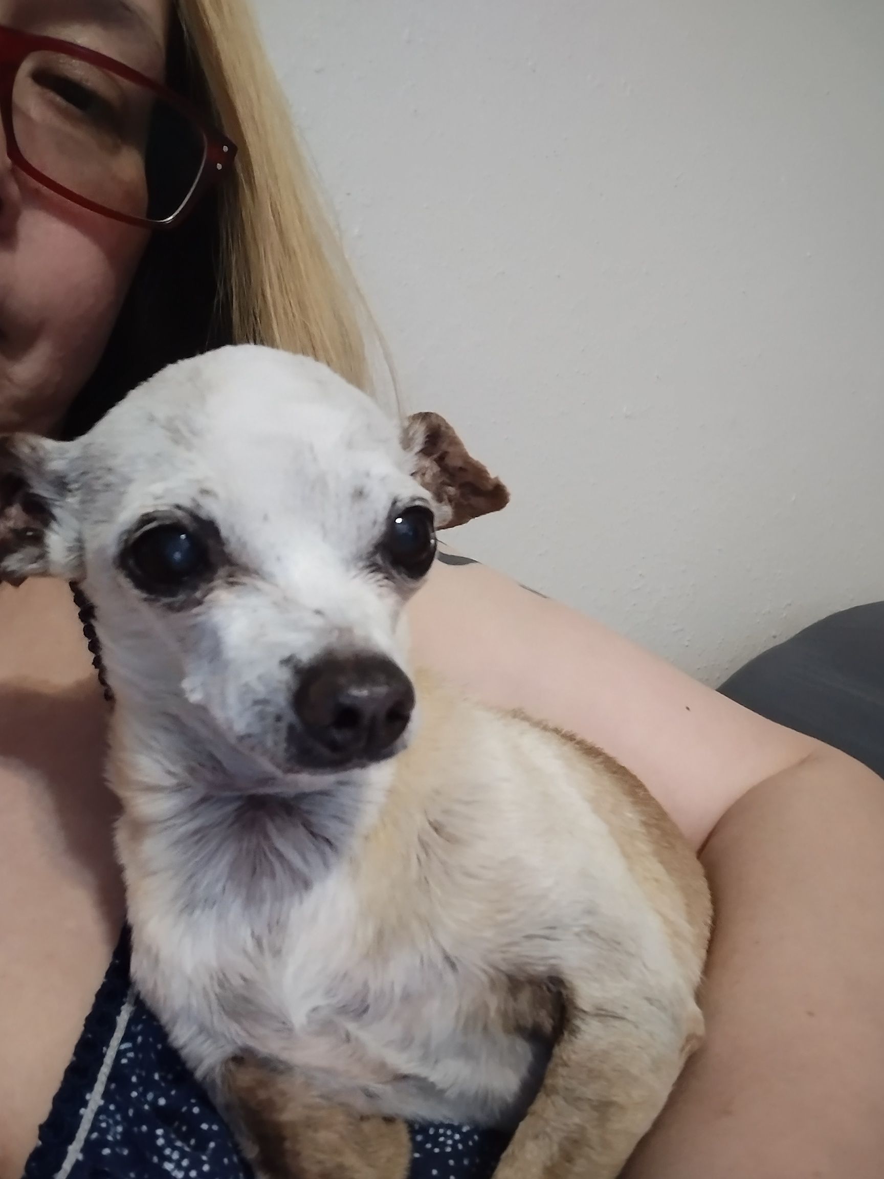 Missing dog Male, Houston (usl548991) - photo