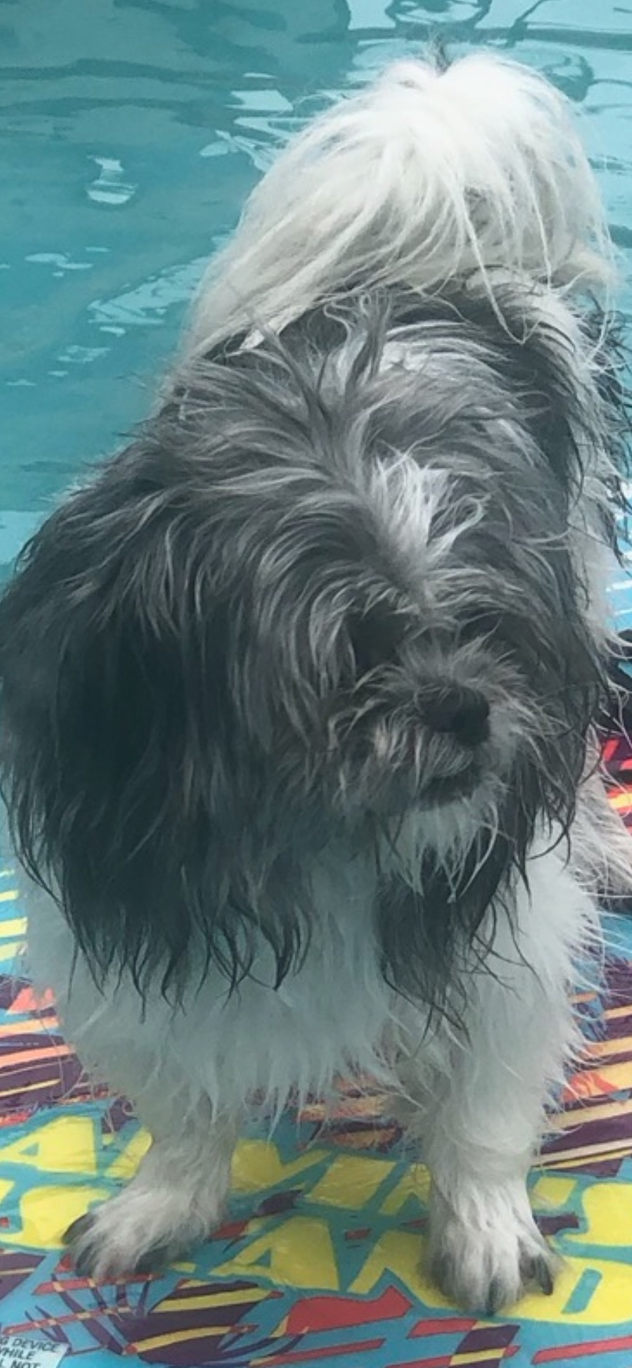 Missing dog Male, St. Charles (usl548993) - photo