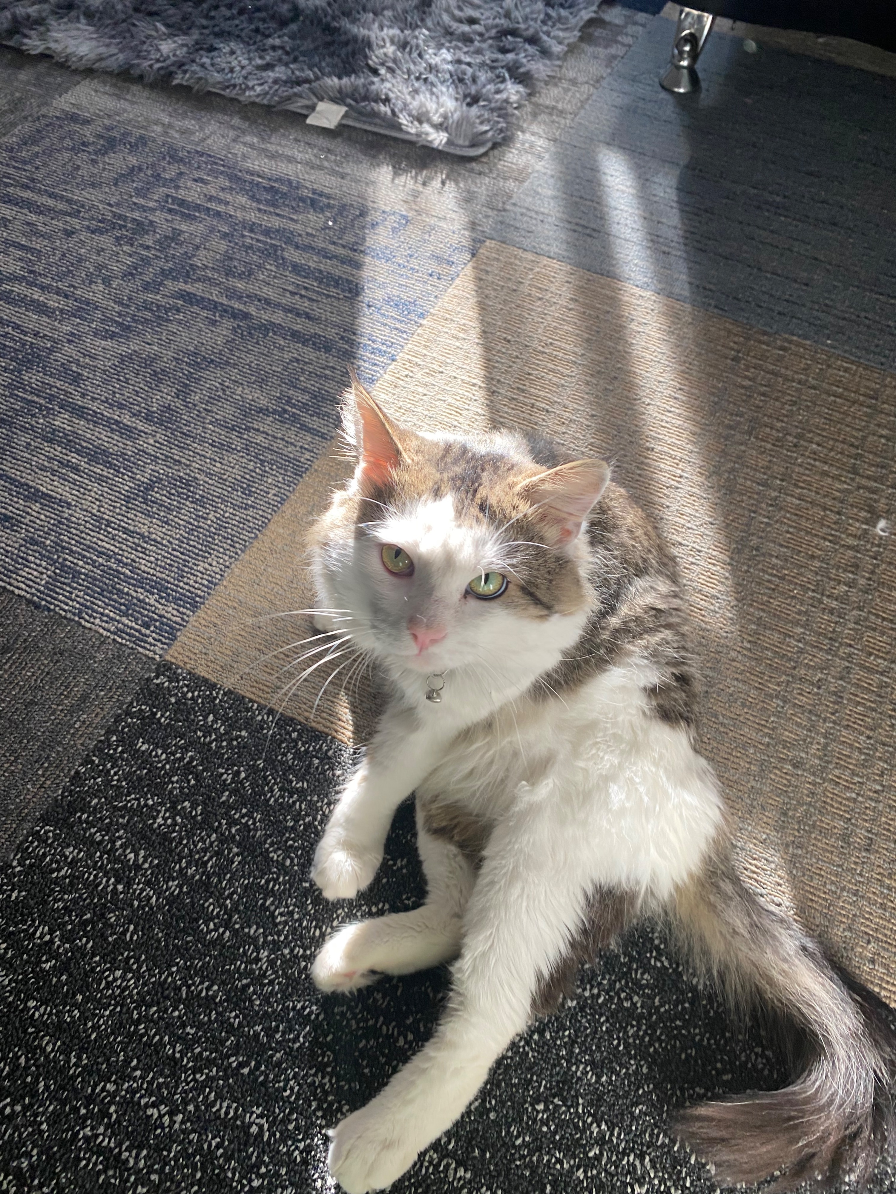 Missing cat Male, Canal Winchester (usl550076) - photo