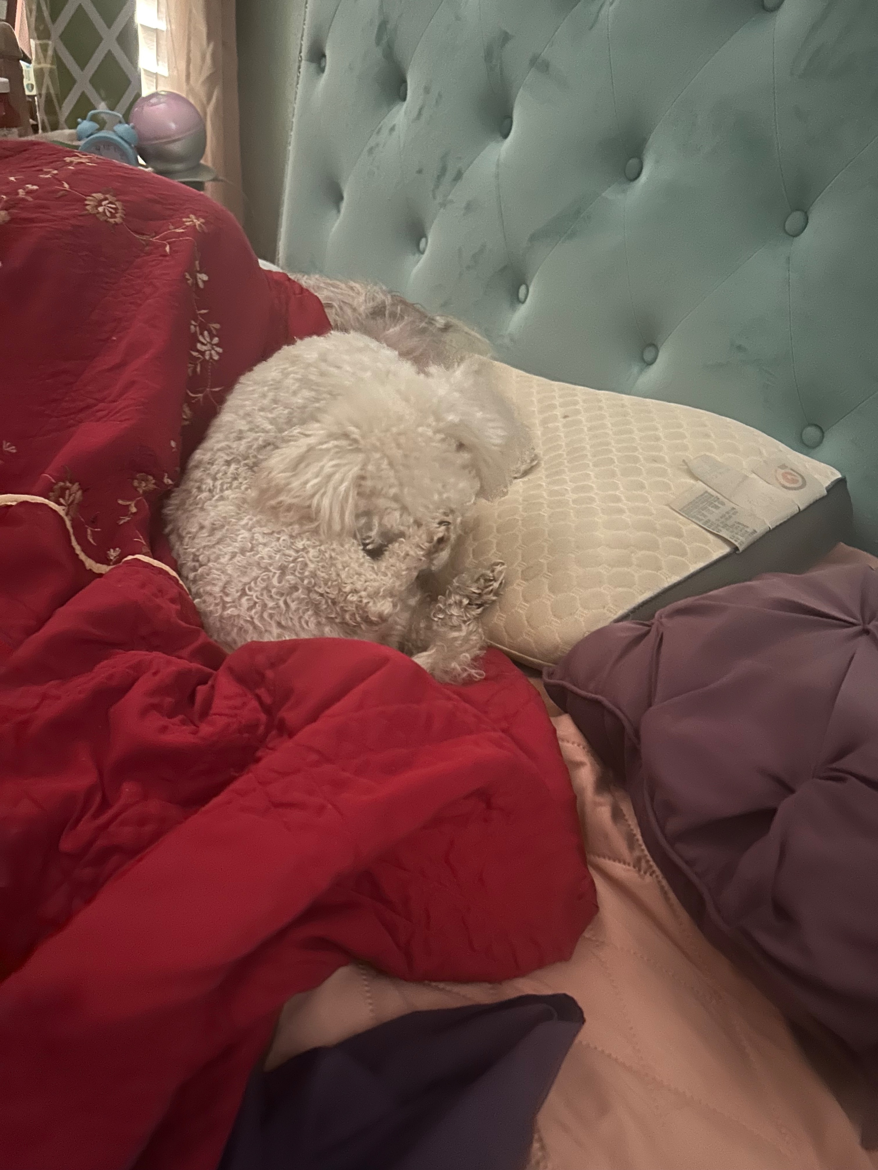 Missing dog Male, Sun City West (usl550082) - photo