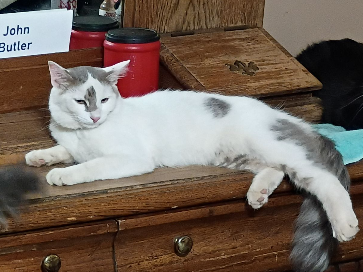Missing cat Male, Tucson (usl550085) - photo