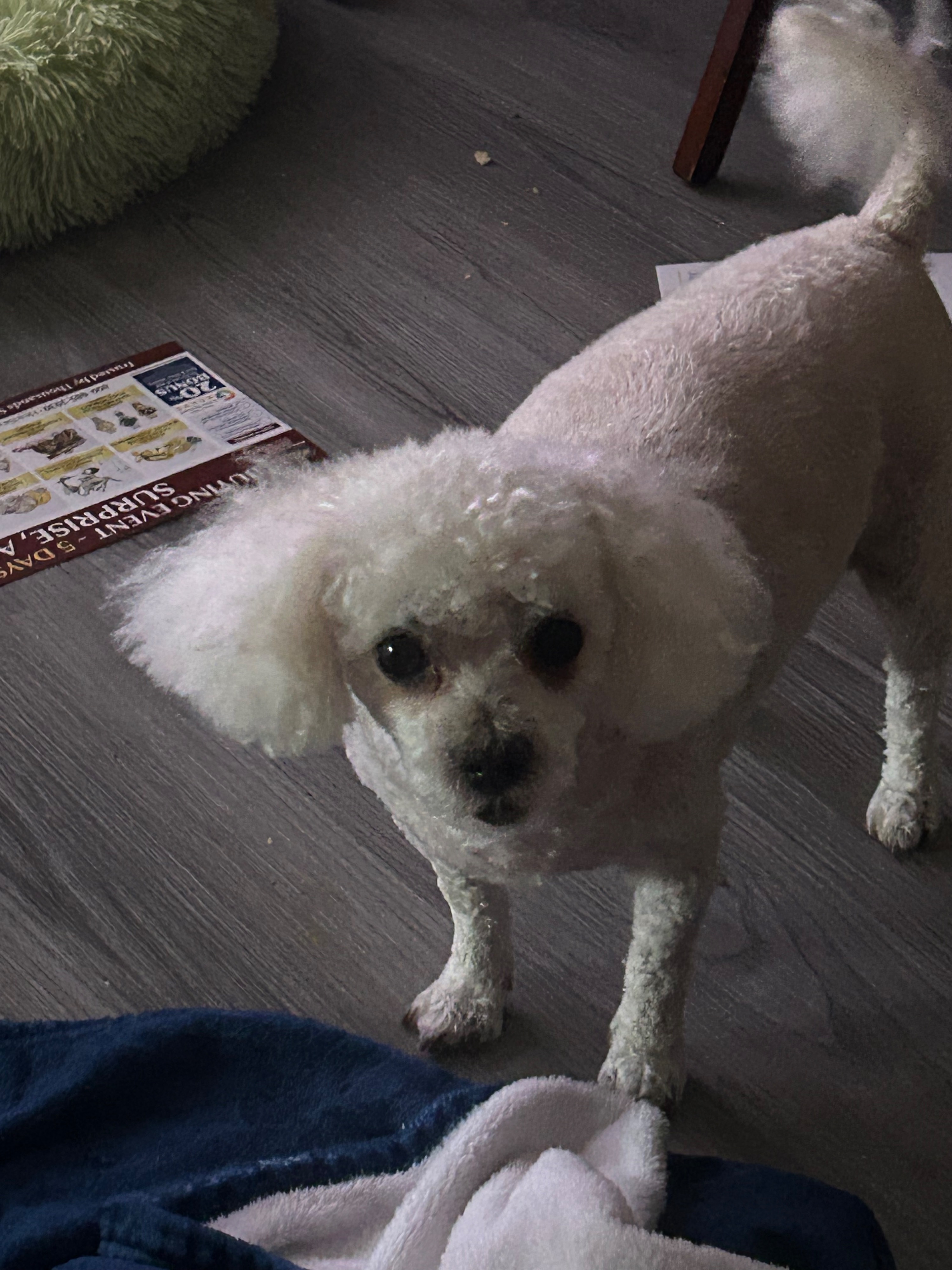Missing dog Male, Sun City West (usl550086) - photo