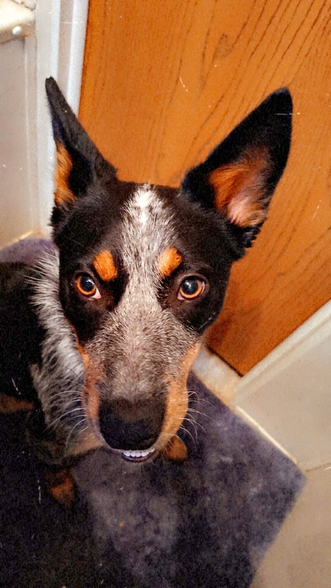 Missing dog Female, San Bernardino (usl550088) - photo