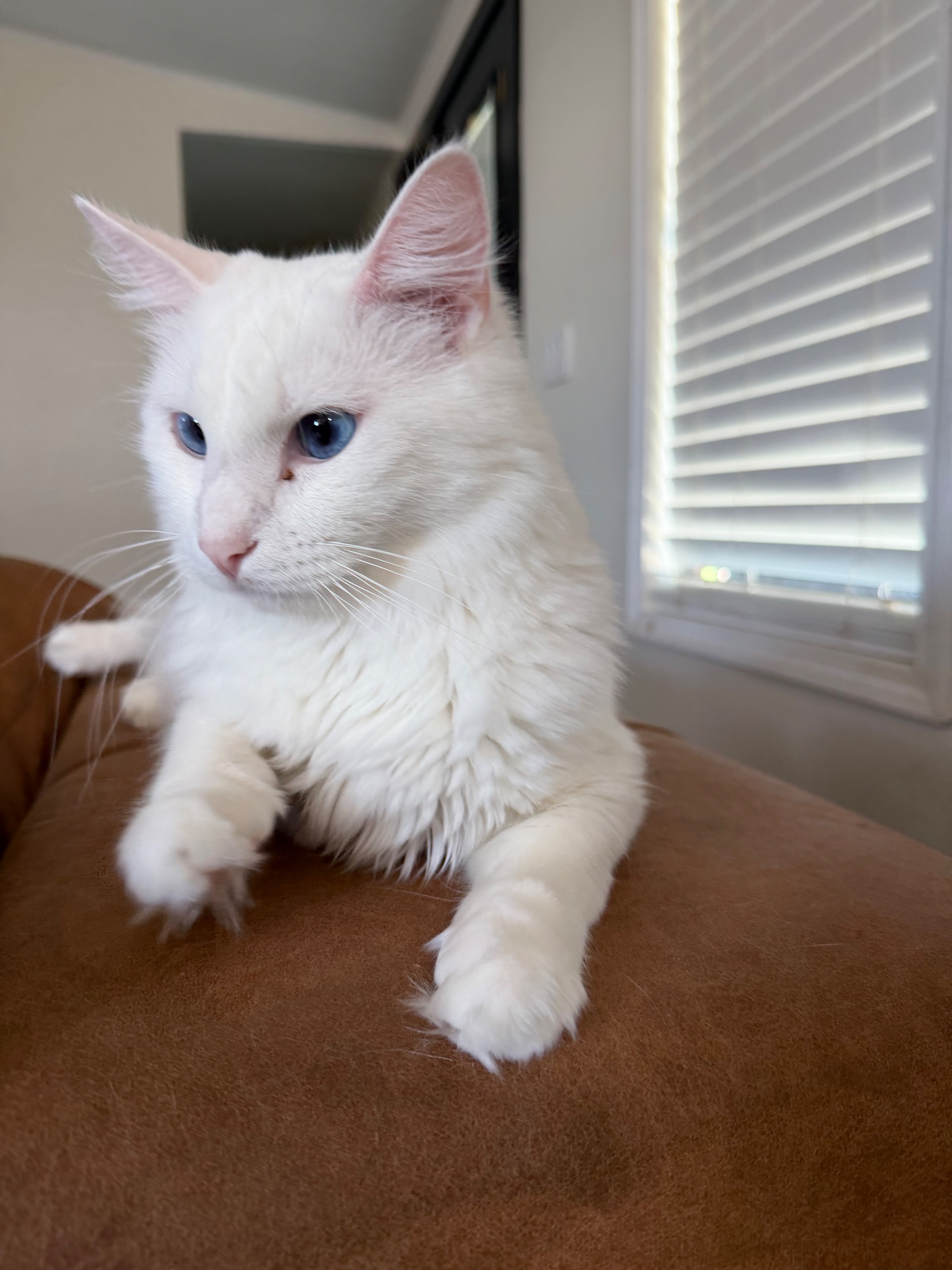 Missing cat Male, Biloxi (usl550096) - photo