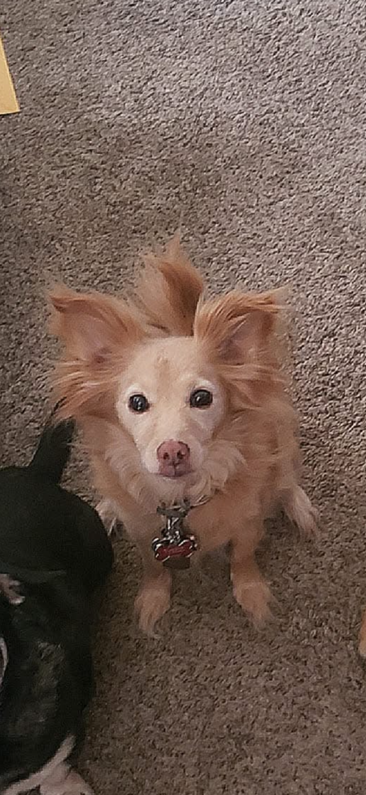 Missing dog Male, Denver (usl550097) - photo