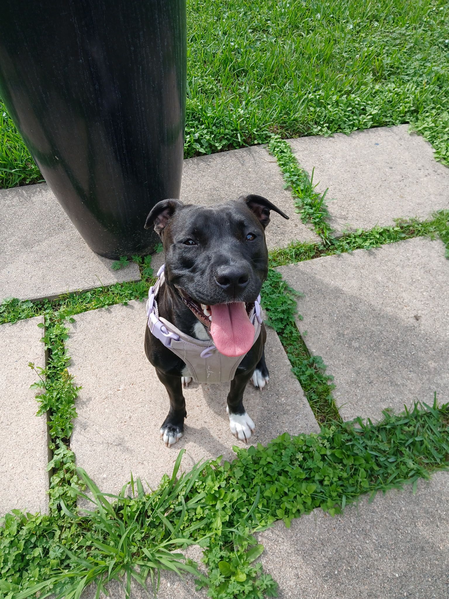 Missing dog Female, Arlington (usl550102) - photo
