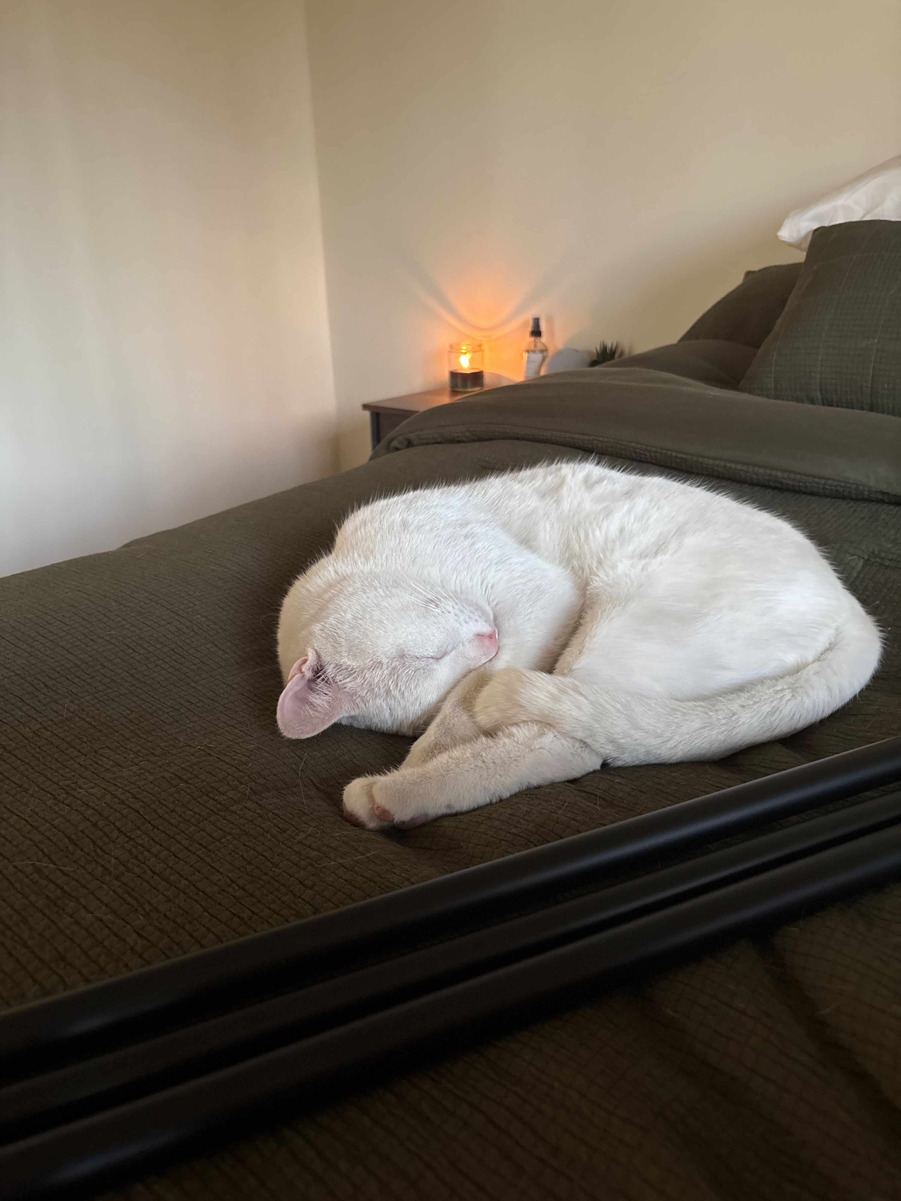 Missing cat Male, Fayetteville (usl550112) - photo