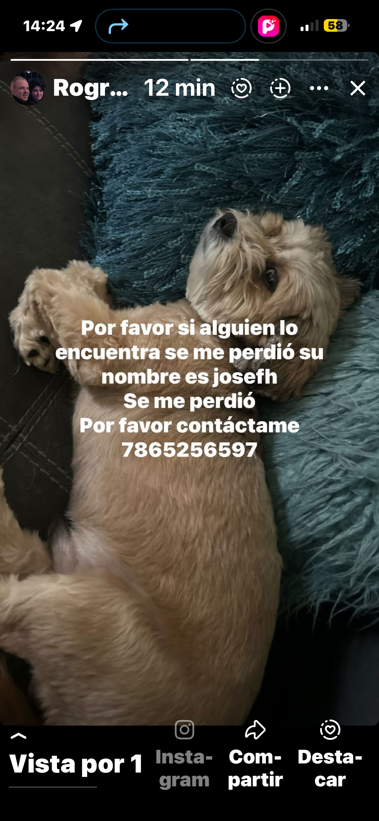 Missing dog Male, Miami (usl550114) - photo