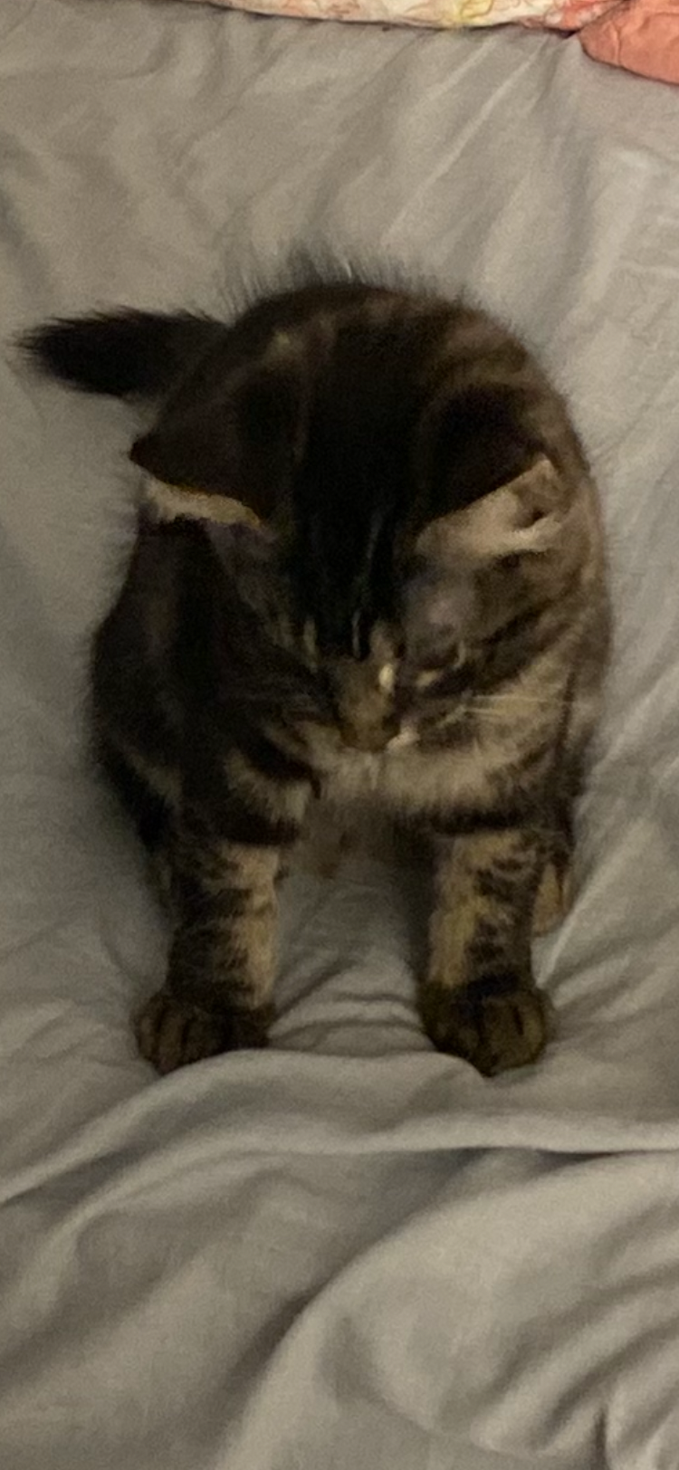 Missing cat Female, Charlotte (usl550115) - photo