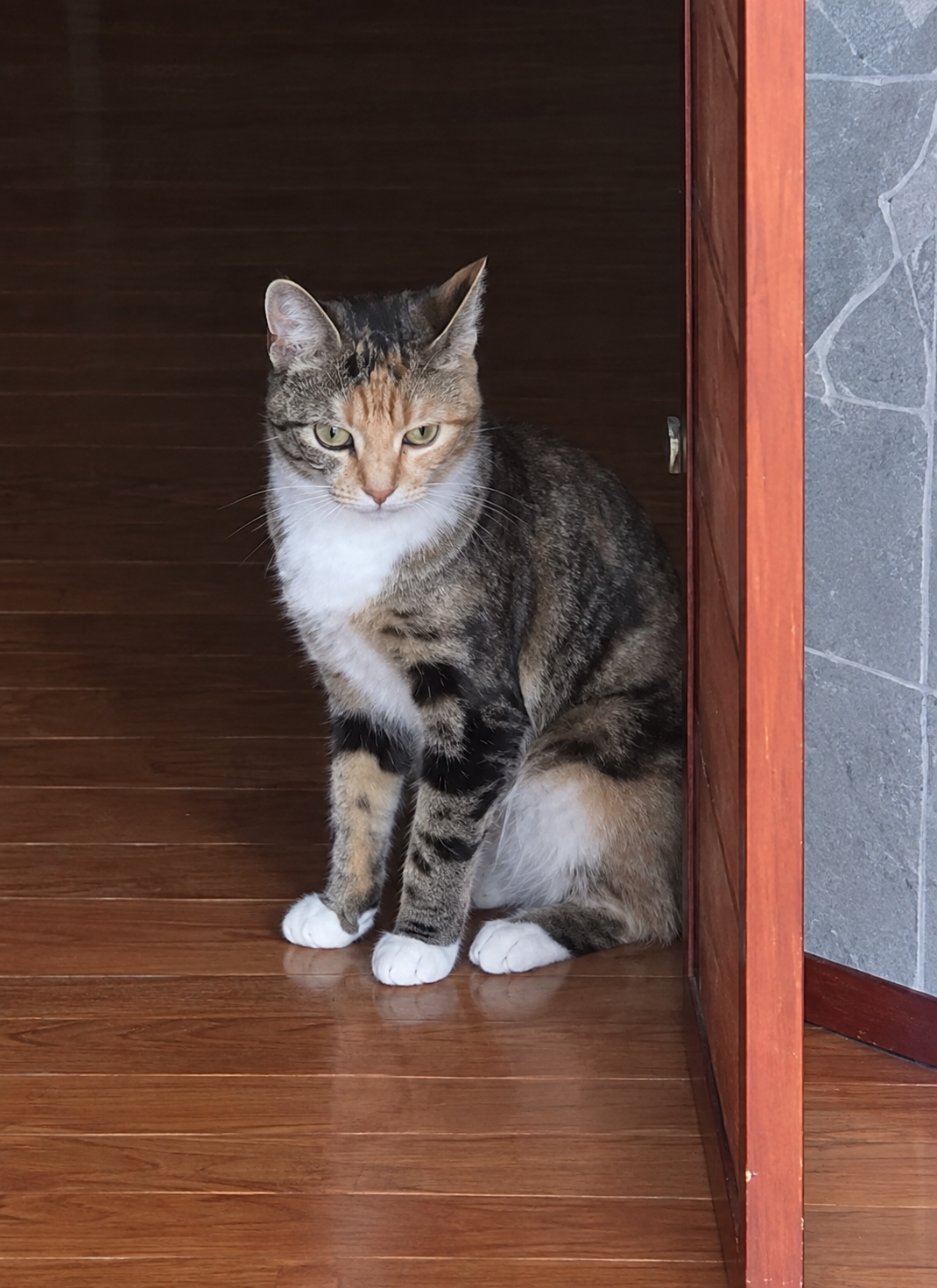 Missing cat Female, Fairfax (usl550117) - photo