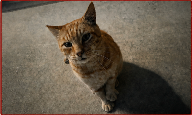 Missing cat Male, Tacoma (usl550119) - photo
