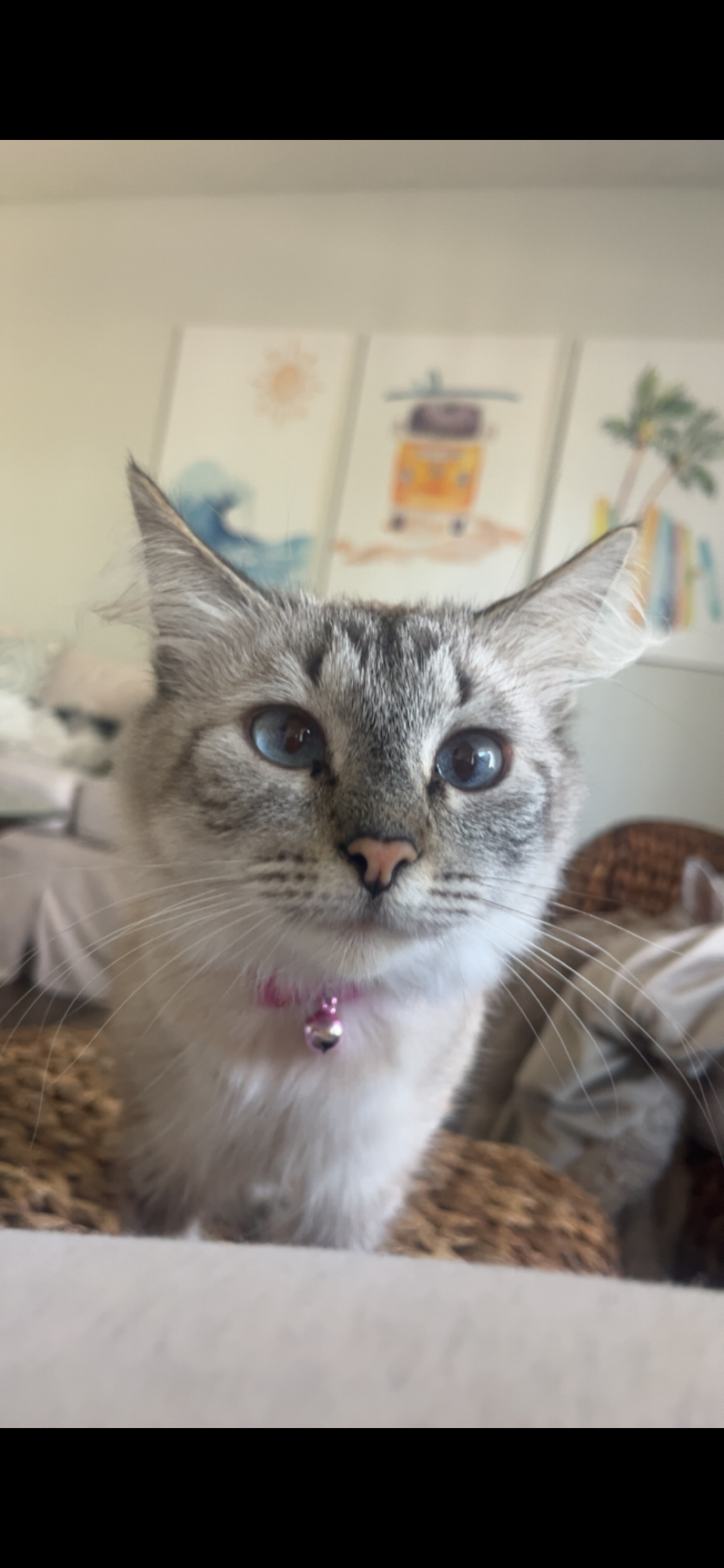 Missing cat Female, Dana Point (usl550122) - photo