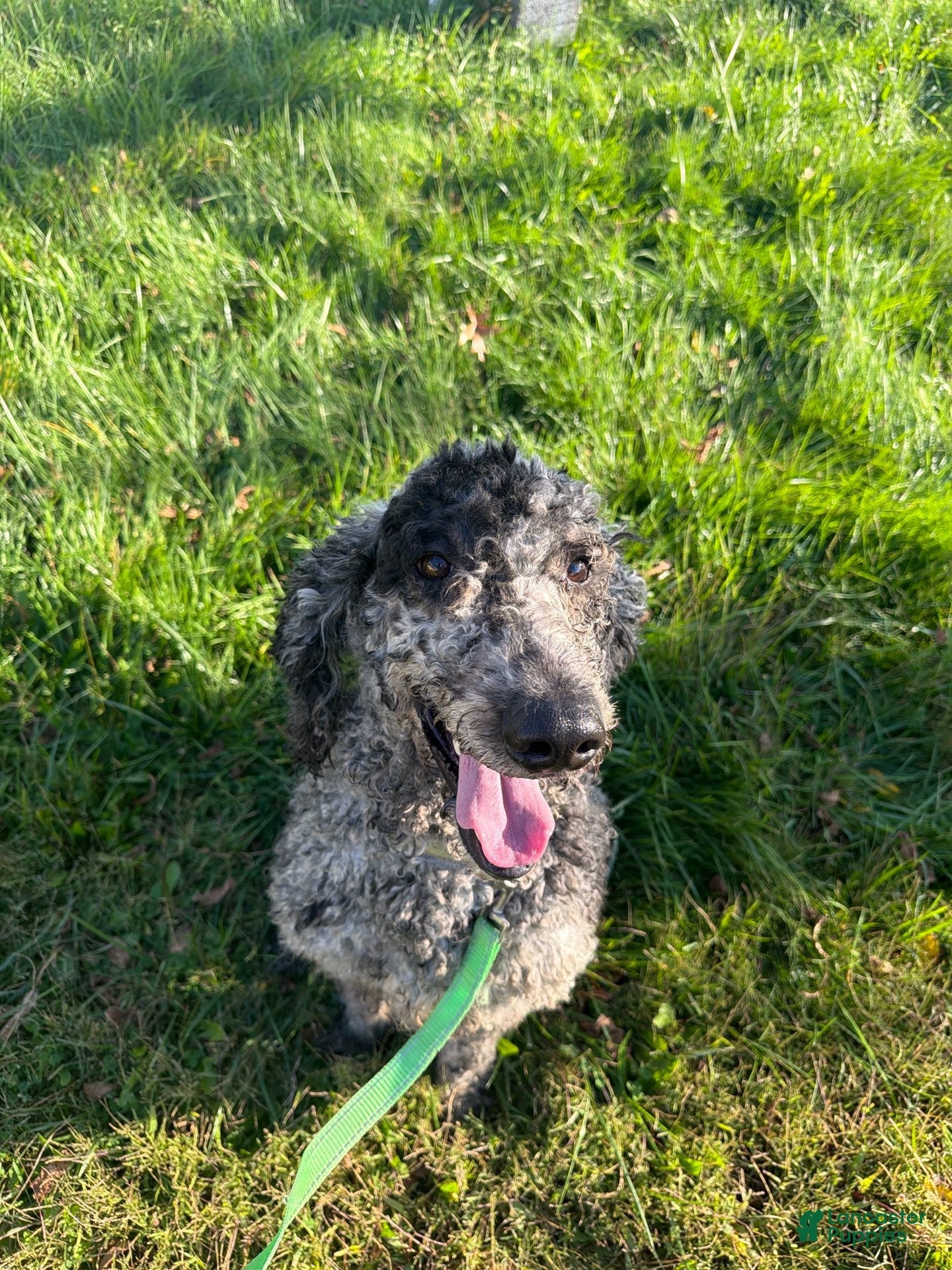 Missing dog Male, East Cleveland (usl550128) - photo