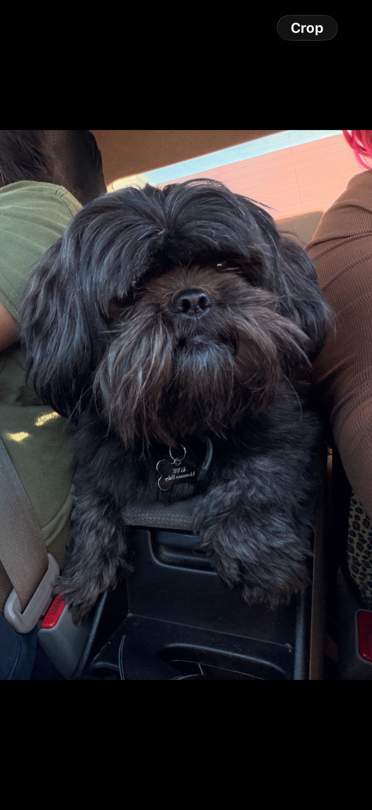 Missing dog Female, Moreno Valley (usl550129) - photo