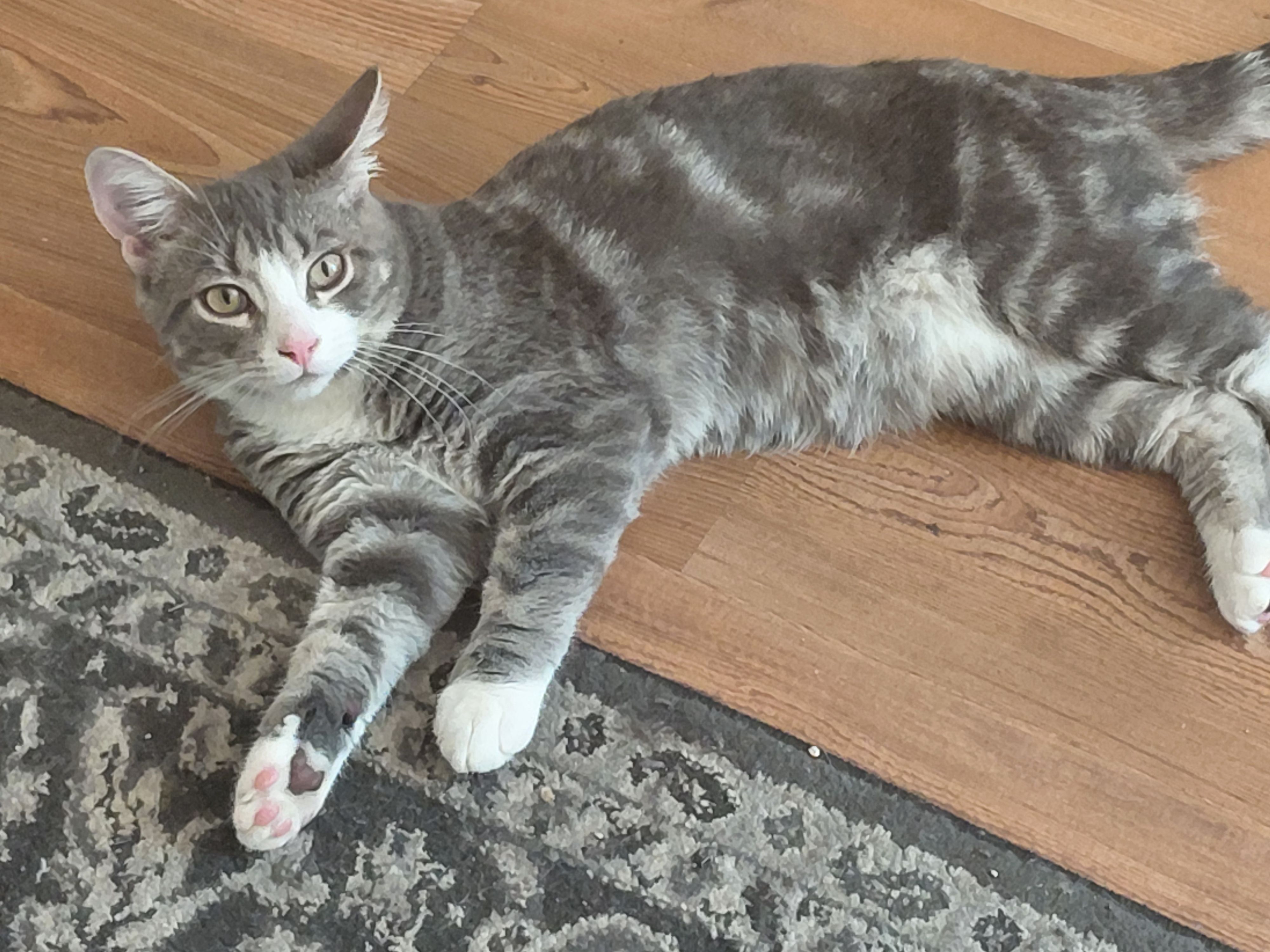 Lost cat, Braeside Avenue, East Stroudsburg — male with white feet - photo