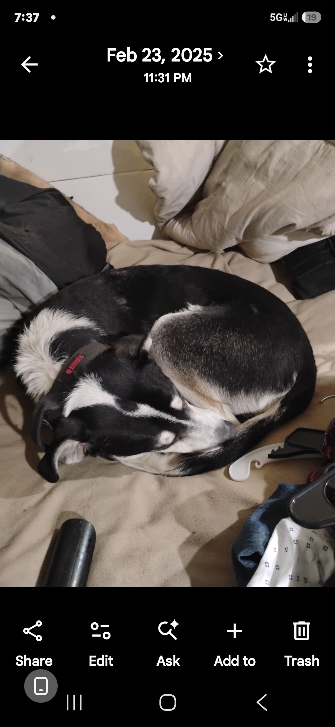 Lost dog, Beacon Street, Colorado Springs, Aurora — very friendly male - photo