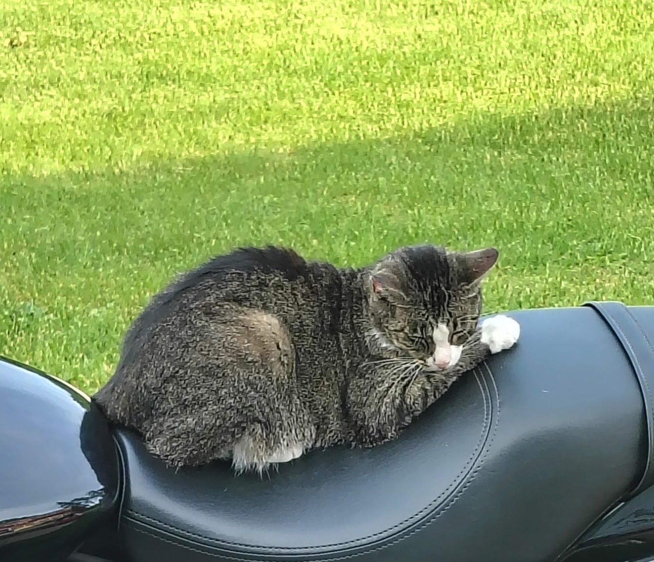 Lost female cat, South Main St...