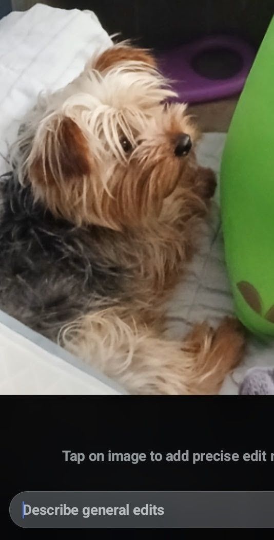 Lost dog, East Avenue Q 12, 92...