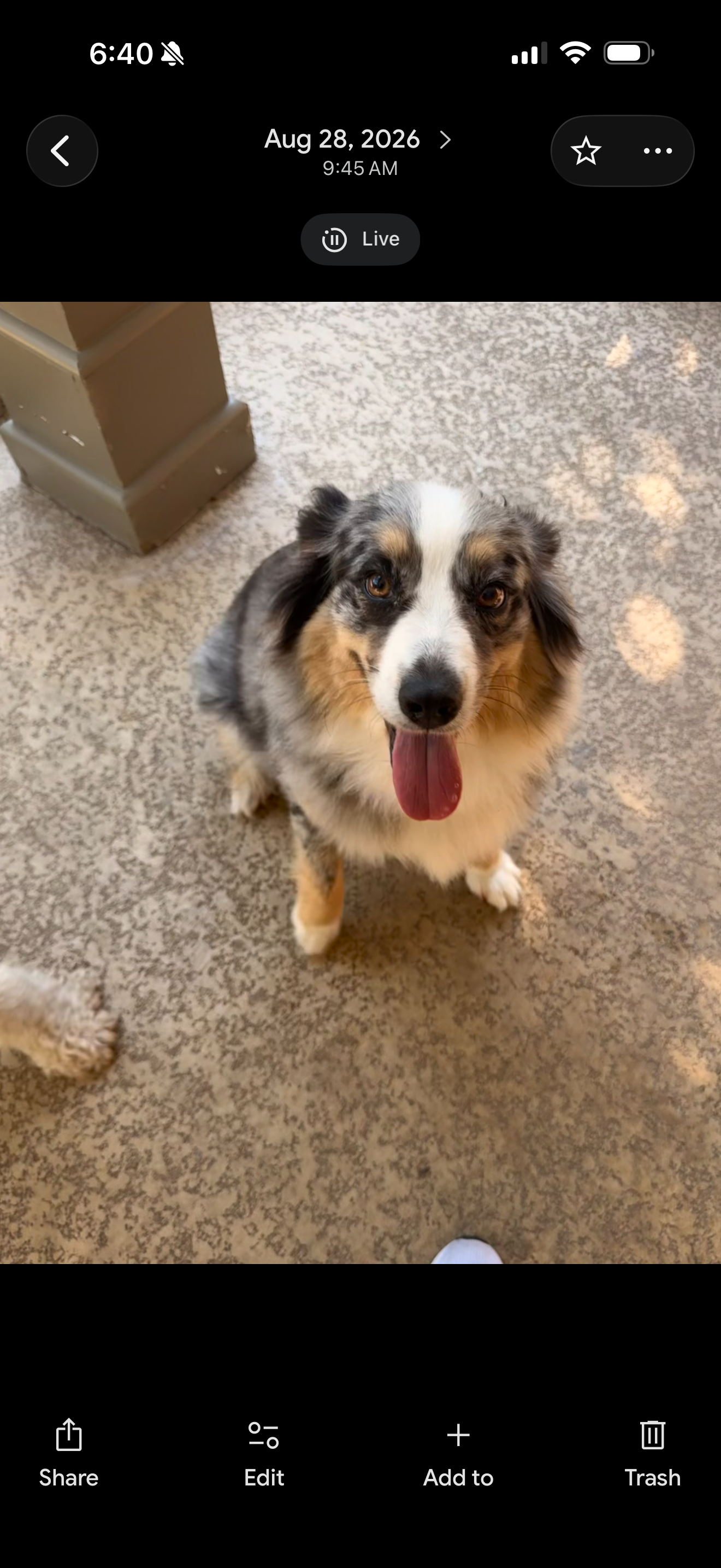 Blue Merle Aussie