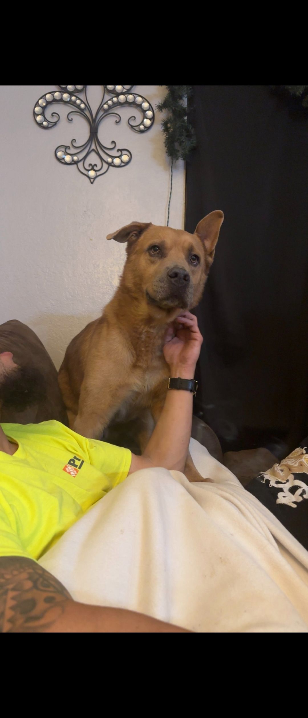 Lost male dog, Donegal Drive,...