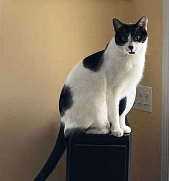 Lost Cat, Overbrook Road, 233, Rochester — male with green eyes and black tail - photo