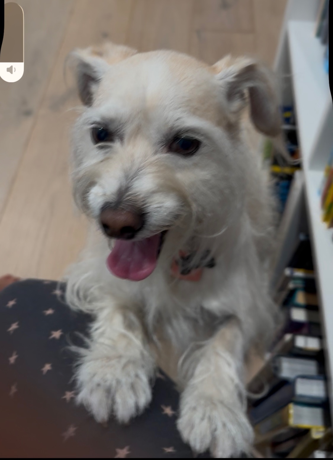 Lost dog, male, Woodland Hills, CA 91367, USA, Azusa — friendly 12-year-old dog - photo