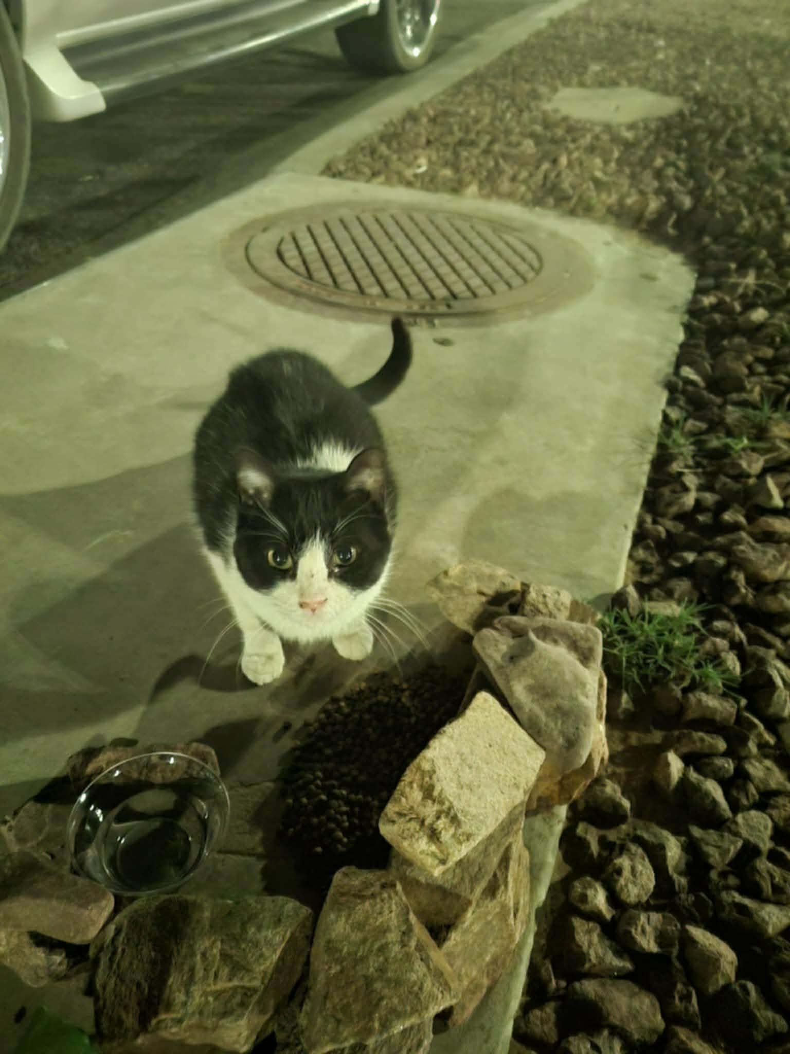 Lost cat, Viscount Boulevard, 9100, El Paso — wary female cat with a clipped right ear - photo