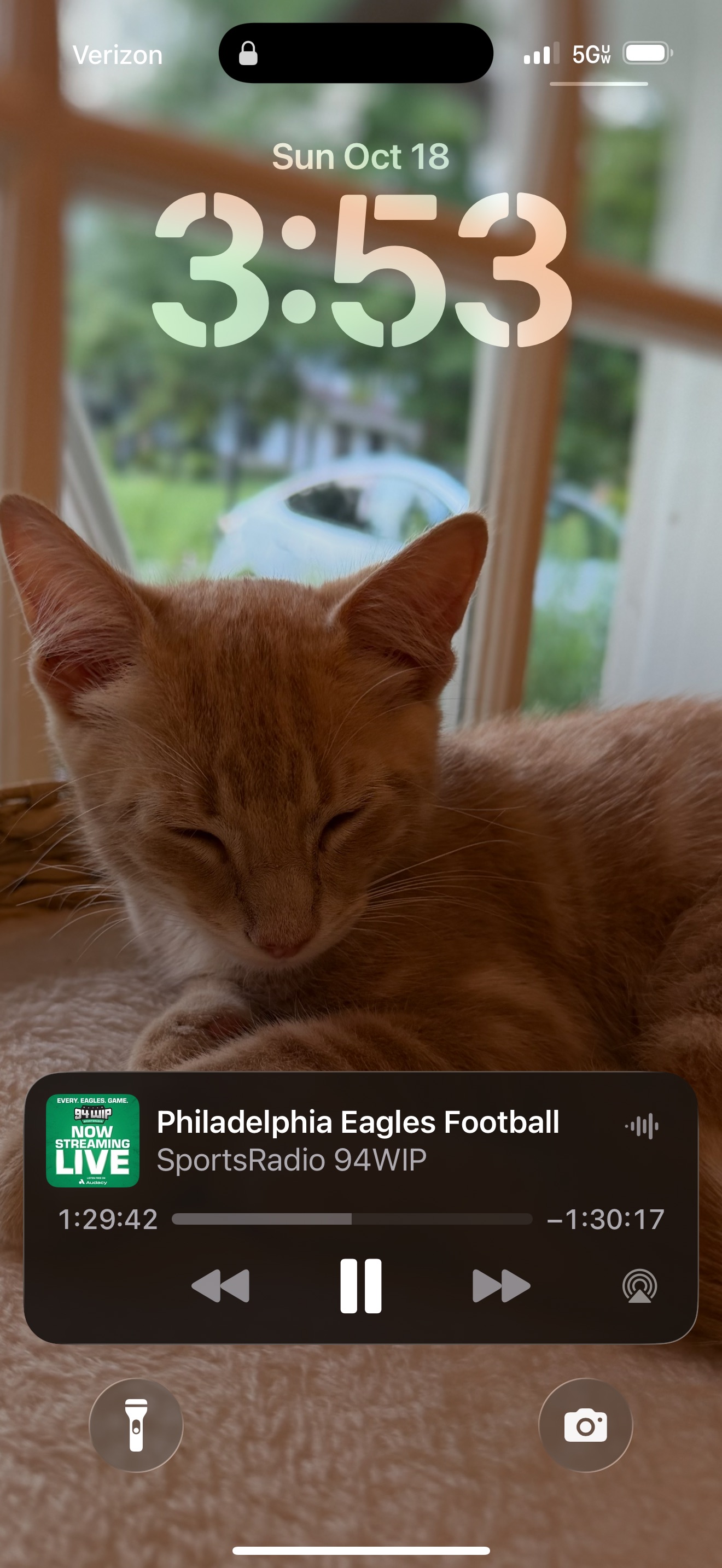 Lost male cat, Merbrook Lane, 88, Merion Station — friendly and fearless - photo