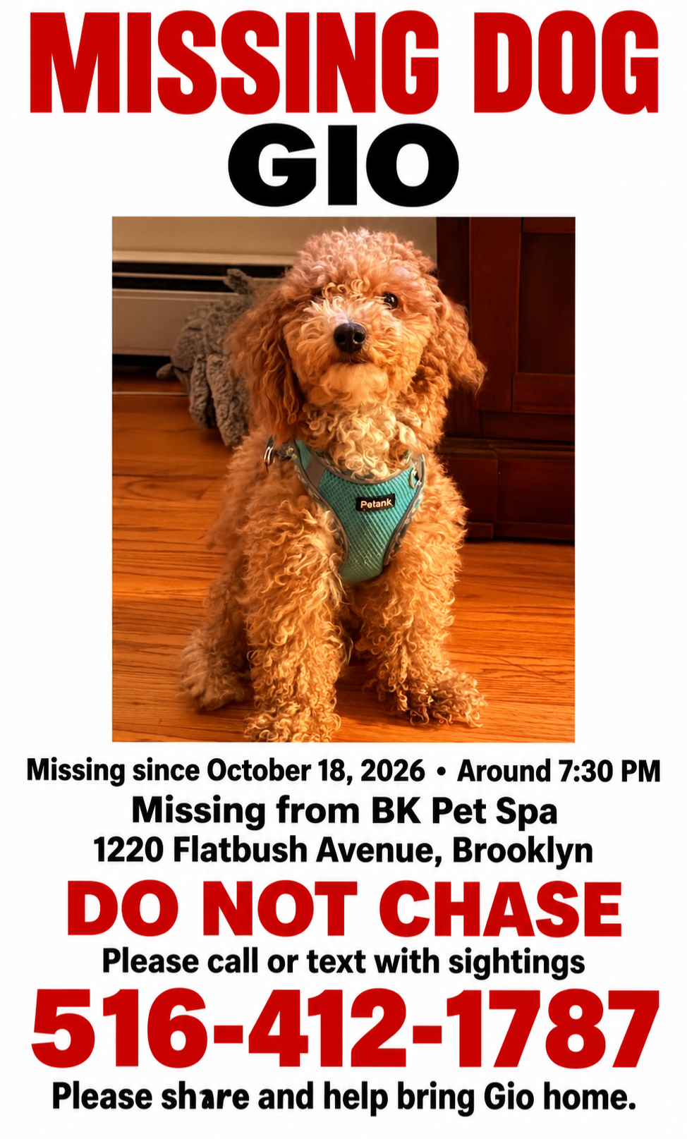Lost male dog, Ditmas Avenue, 2225, Brooklyn — wearing a blue teal harness - photo