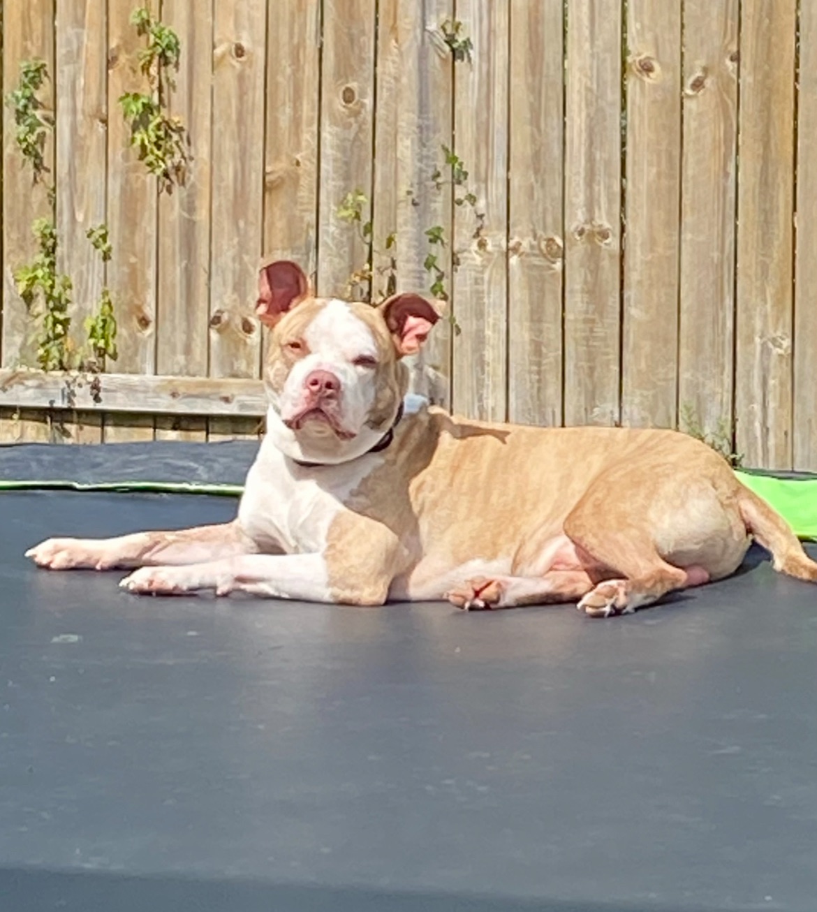 Lost dog, Walden Drive, 3566, Pearland — brown coat with white patches - photo