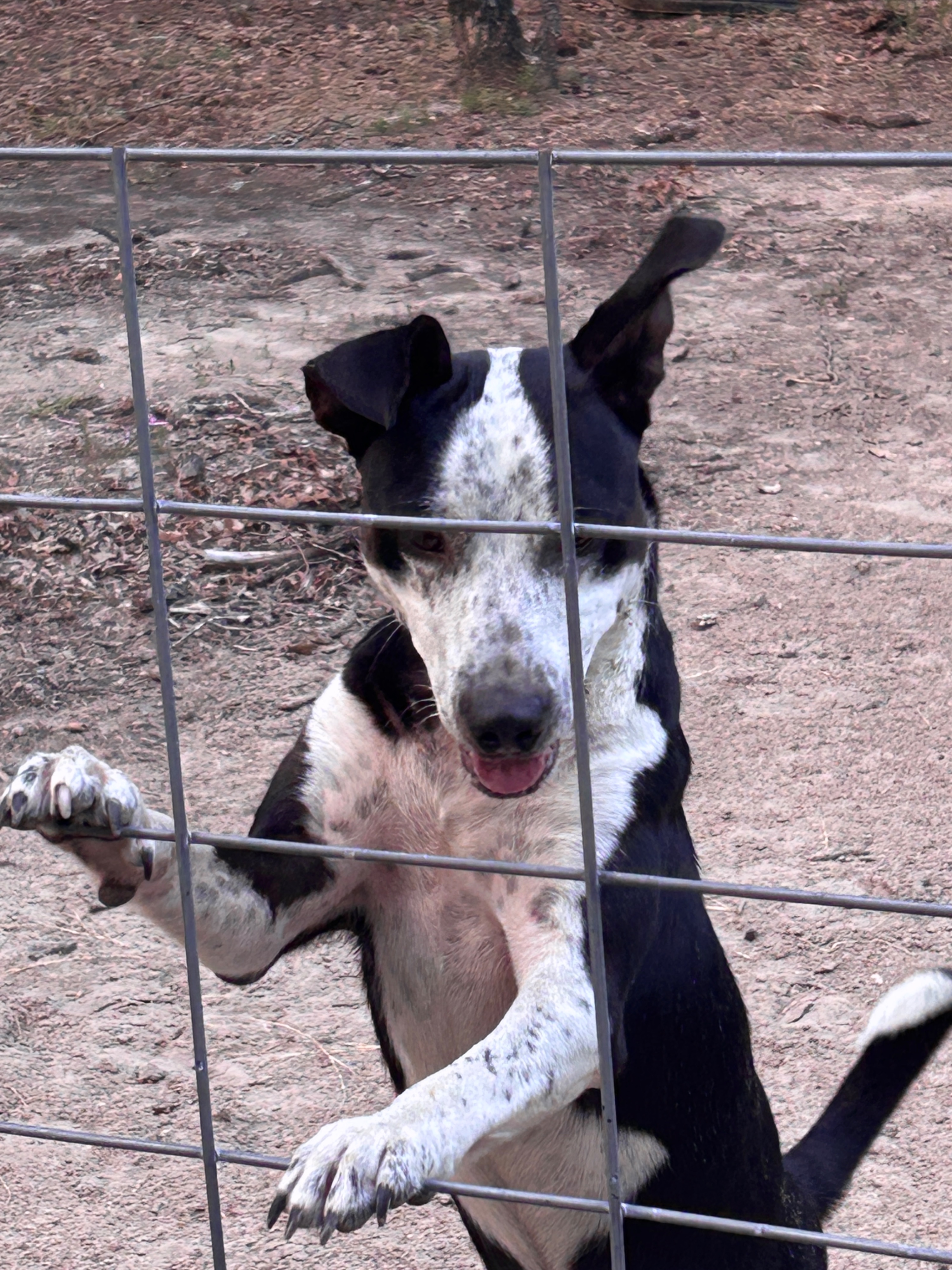 Lost dog, Daisy Lane, 17713, Kemp — male with white paws and black freckles on his face and neck - photo