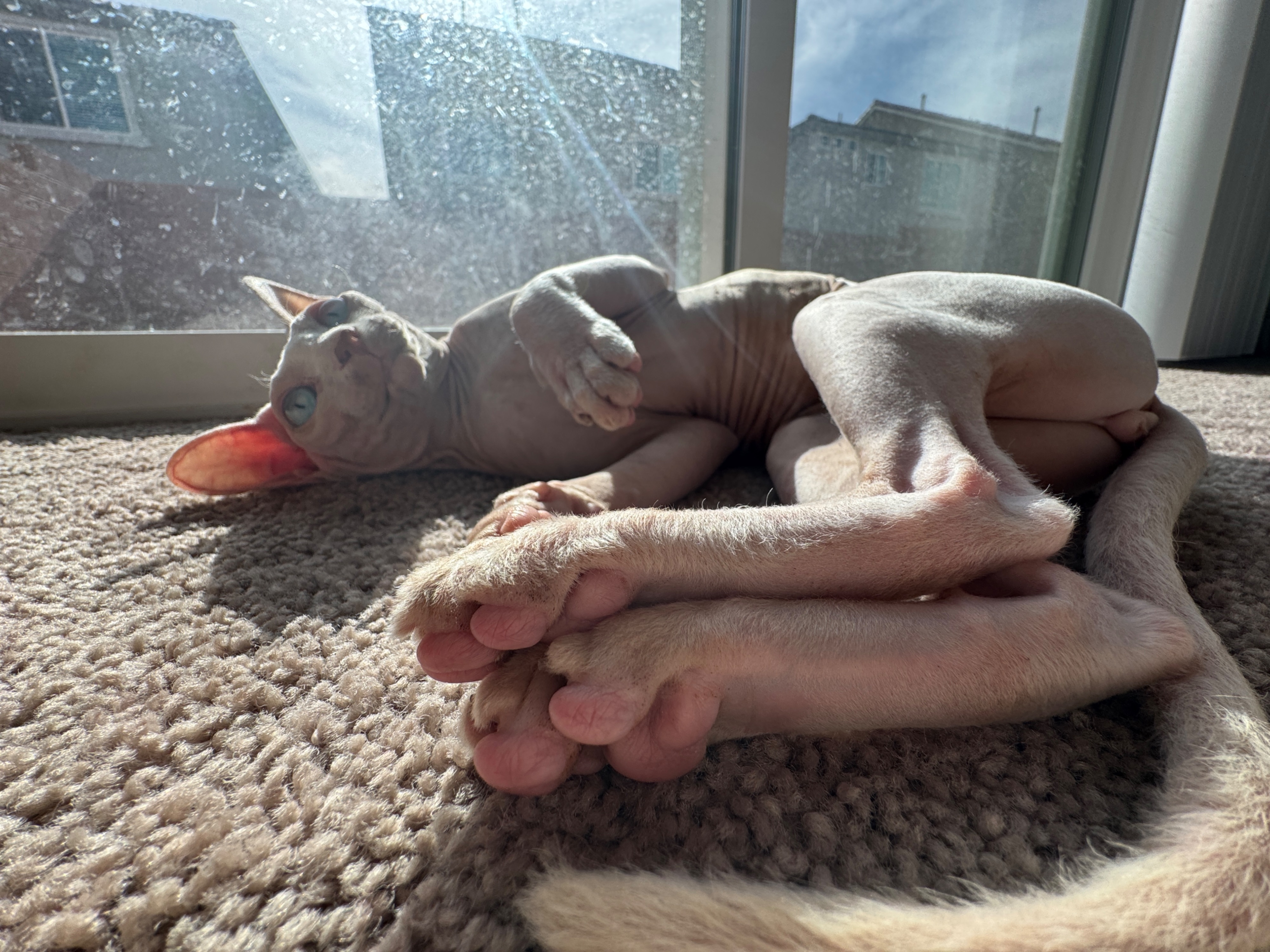 Lost male cat, Arville Street, 9680, Las Vegas — hairless and without a collar - photo