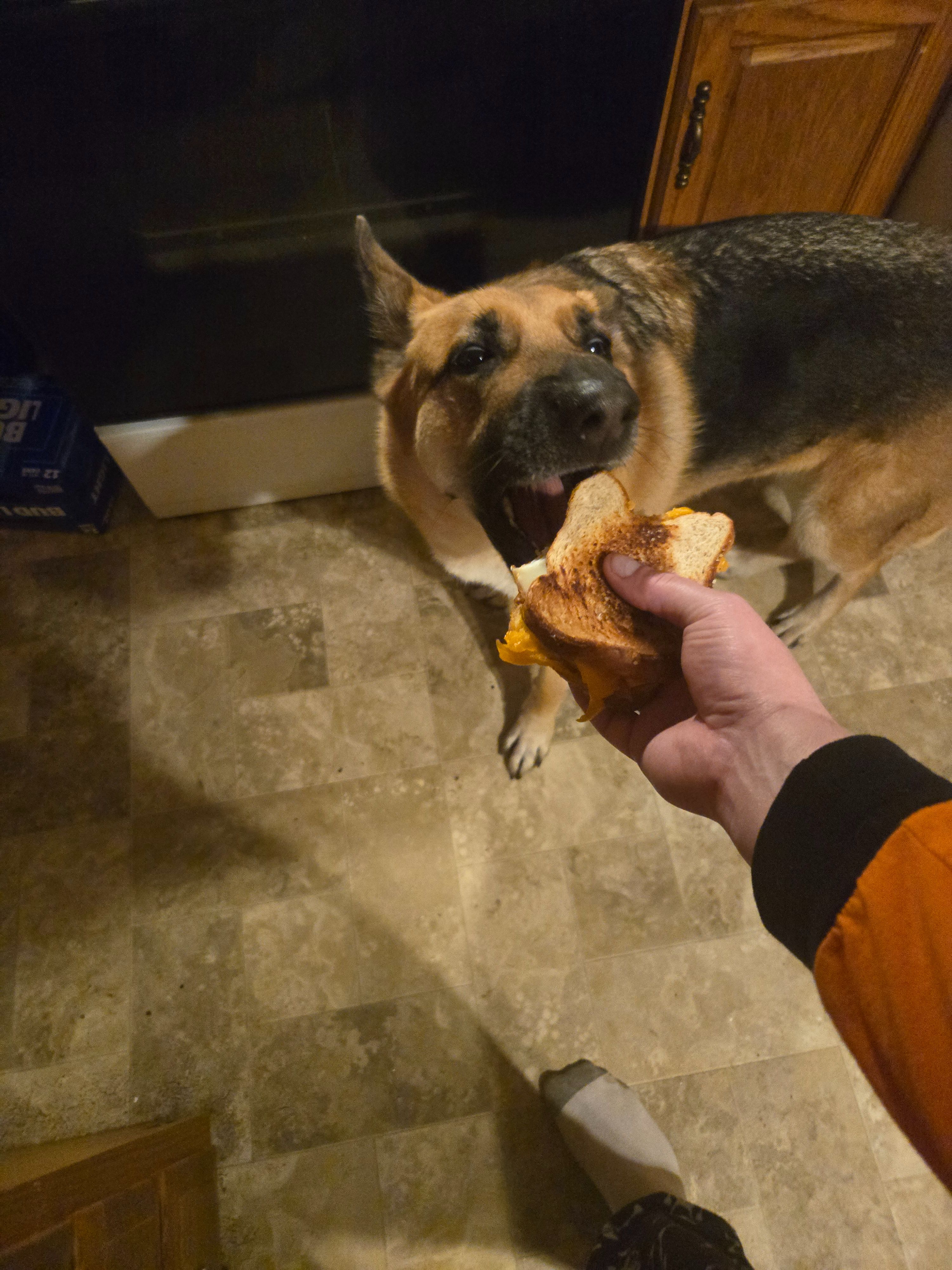 Lost dog, South 19th Street, 1204, New Castle — female brown and black shepherd - photo